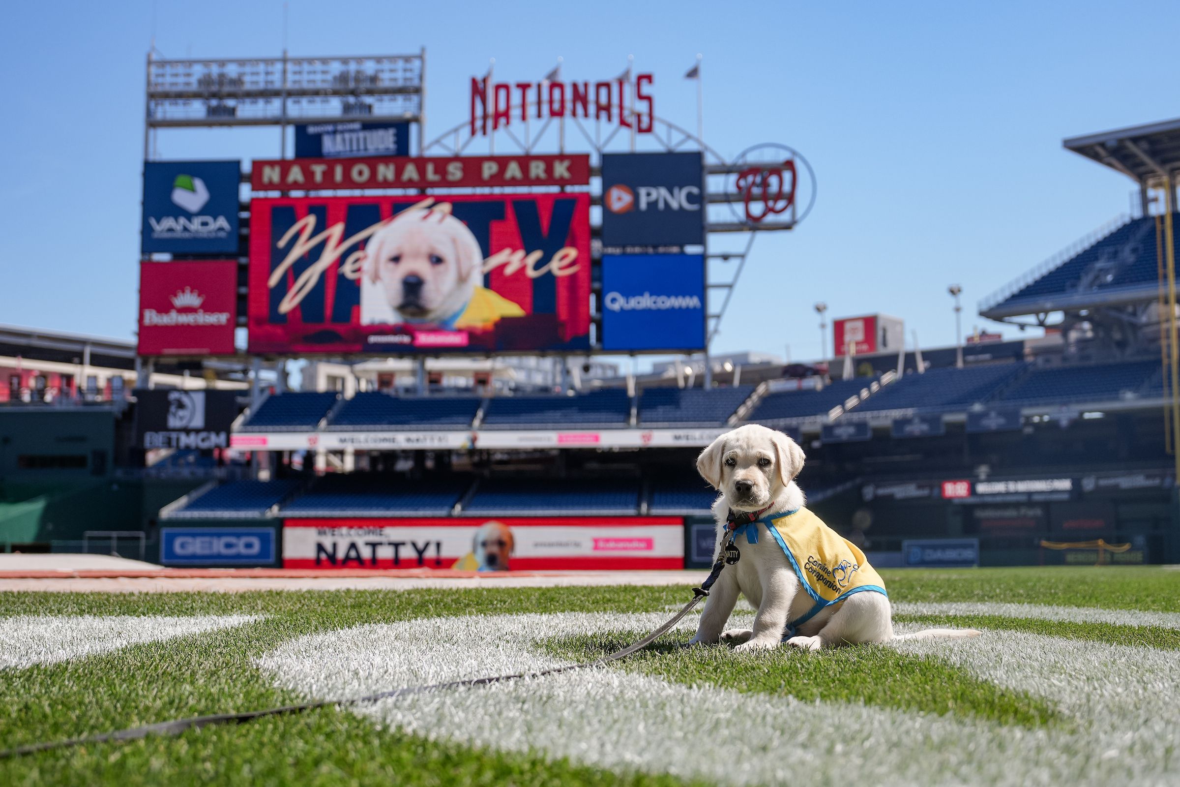 Light-colored dog wearing a yellow vest sits on the grass at Nationals Park stadium, with a large video board and blue sky behind the seating and signage.