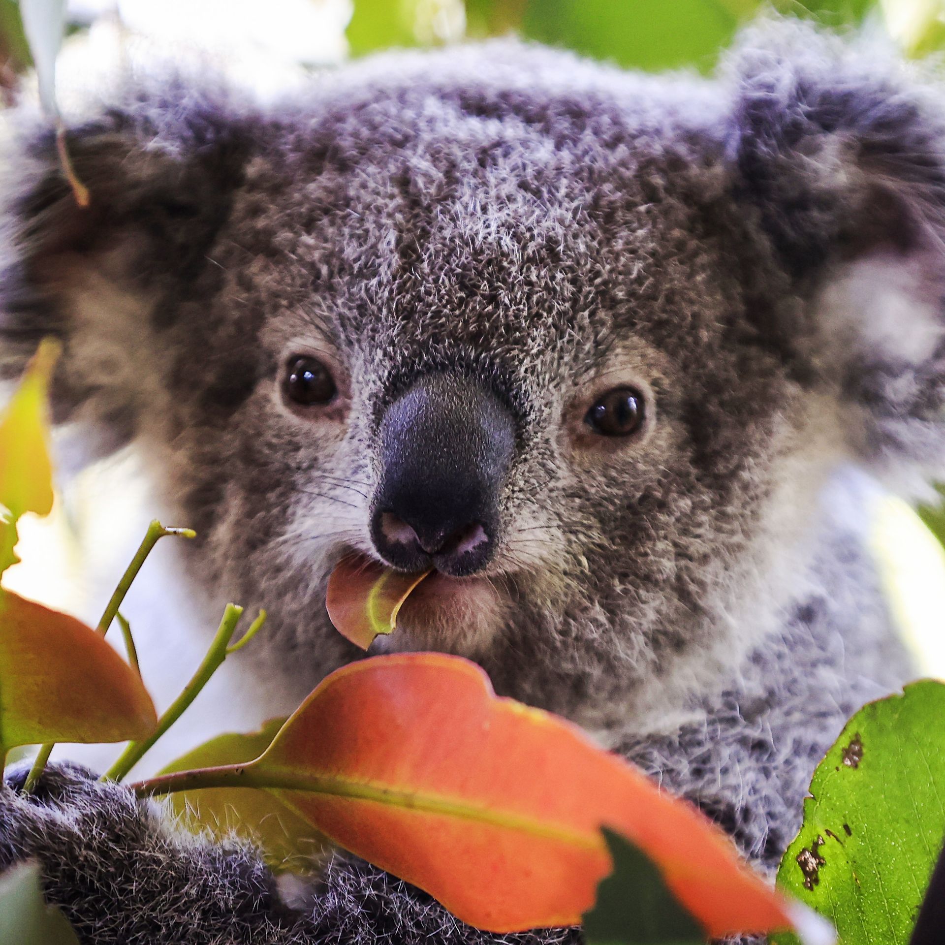 Devastating': Australian scientists race to save endangered wild