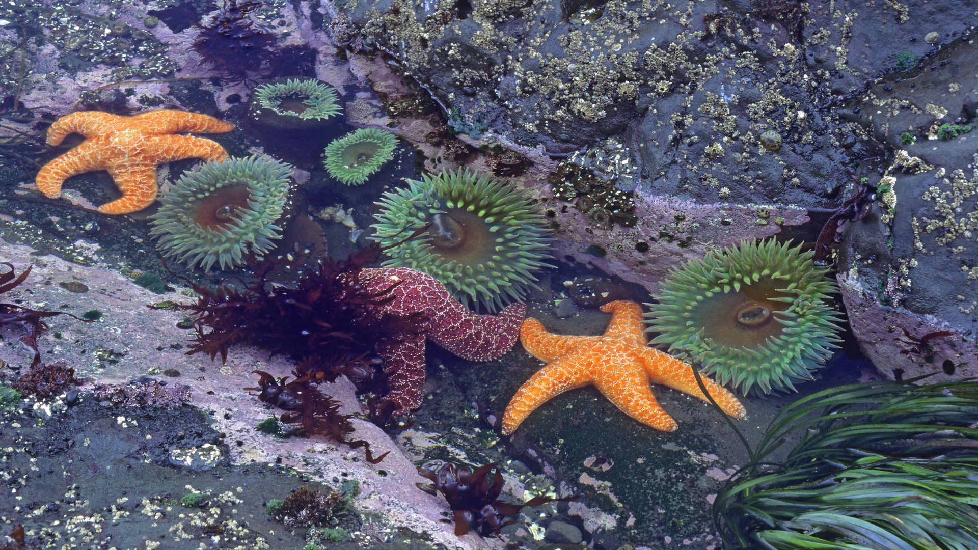 Sea anemones and starfish seen in a tidal pool along the Washington coast. 