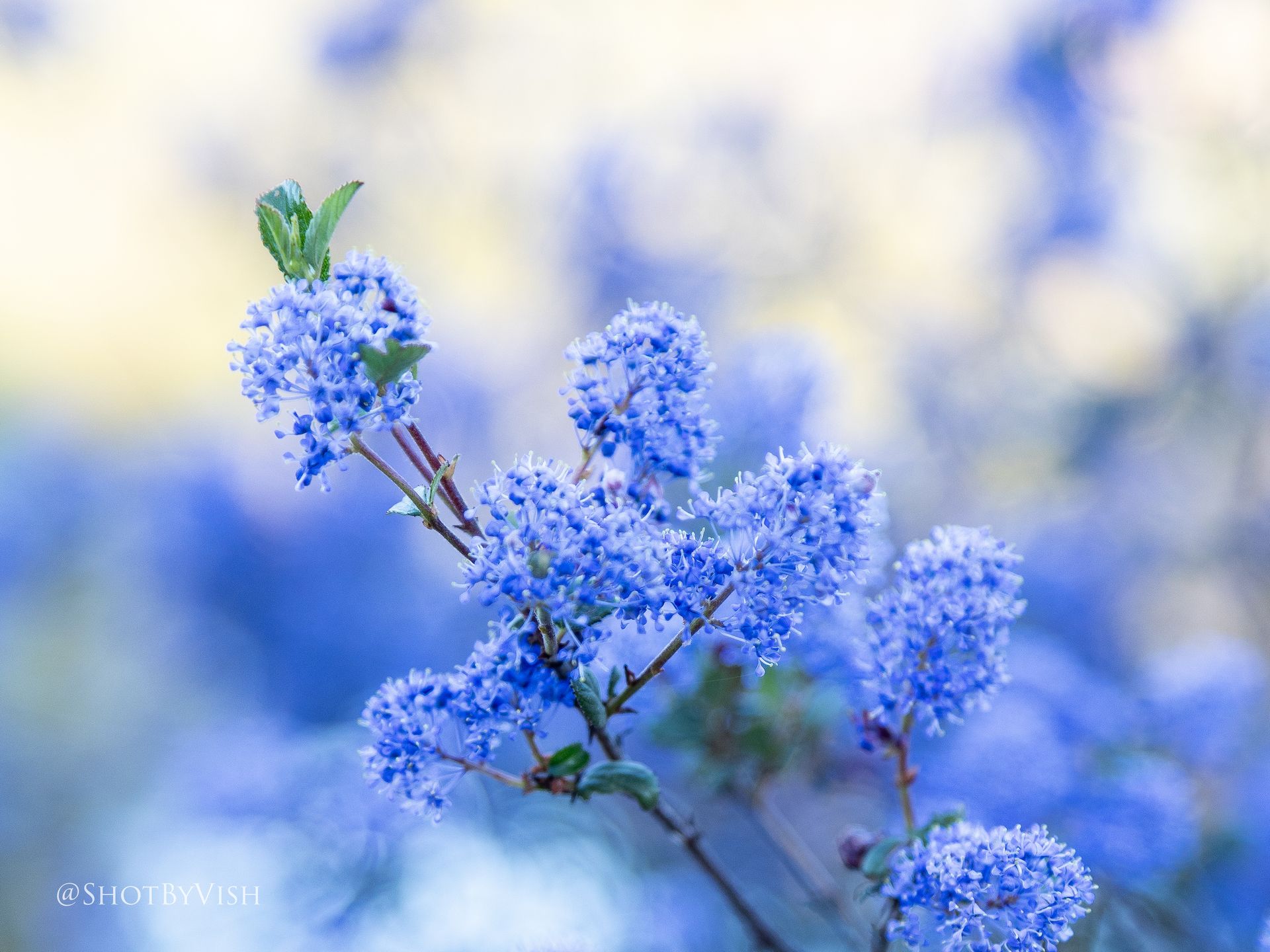 Photos Lilacs cover this San Diego County landscape Axios San Diego