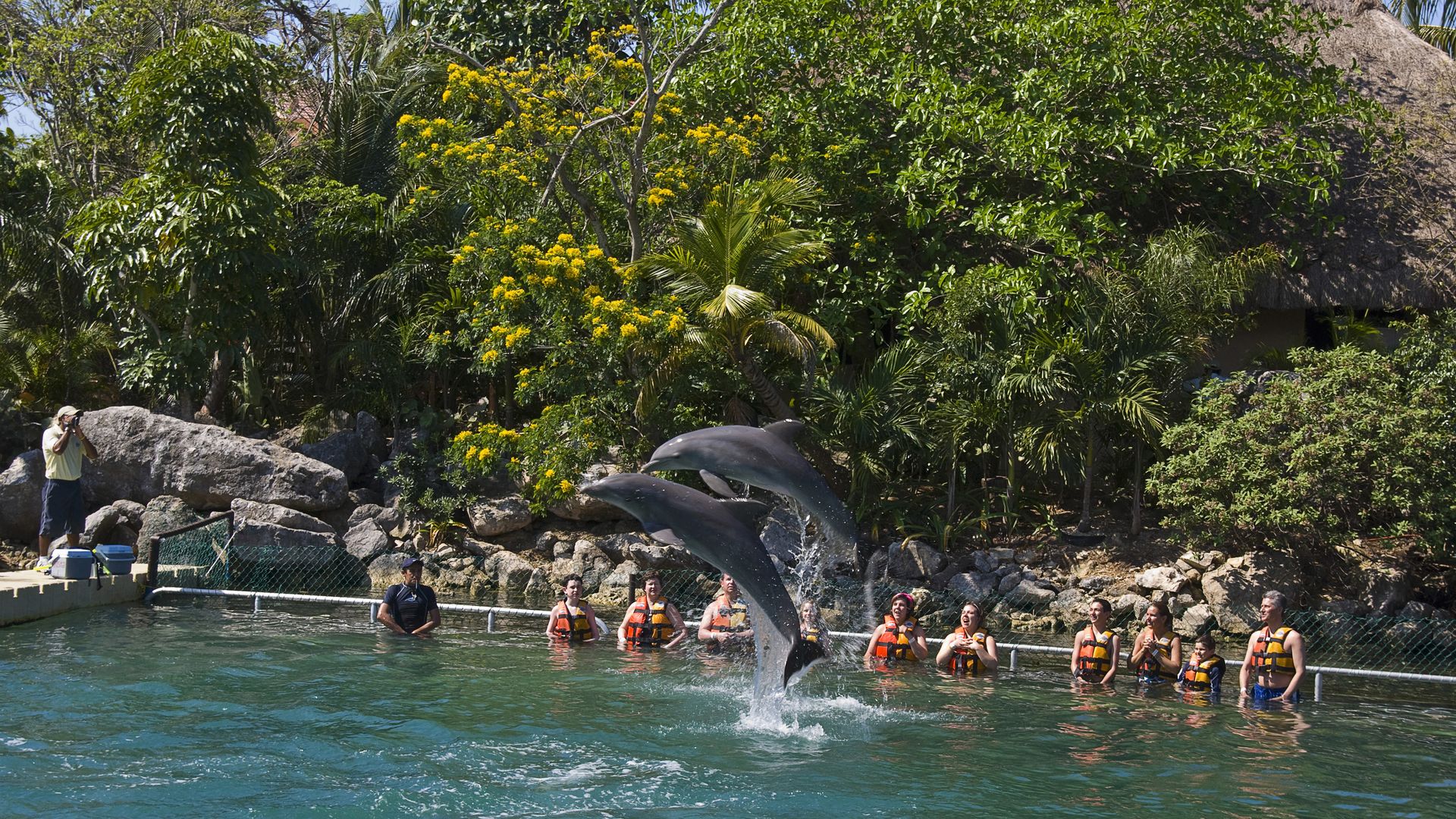 Tourists watch a dolphin leap from the water in Mexico