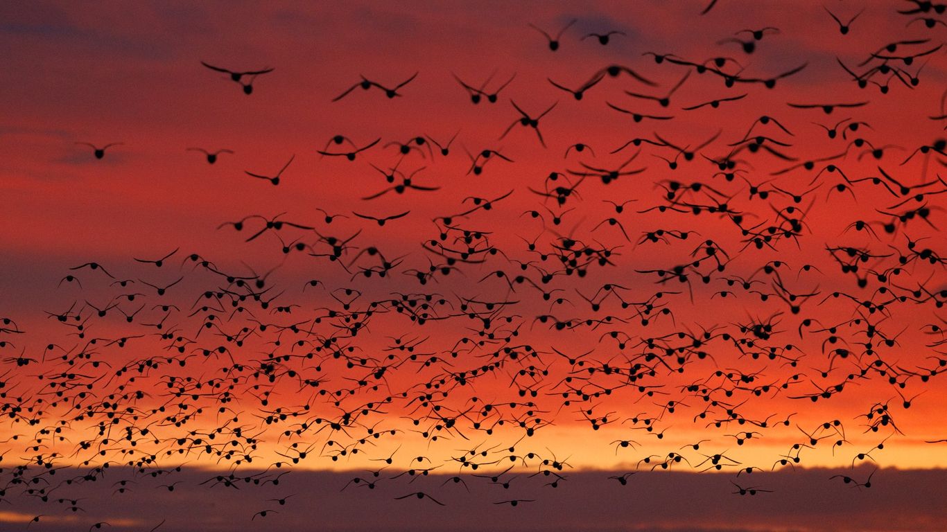 750,000 birds flew over the Seattle area while we slept