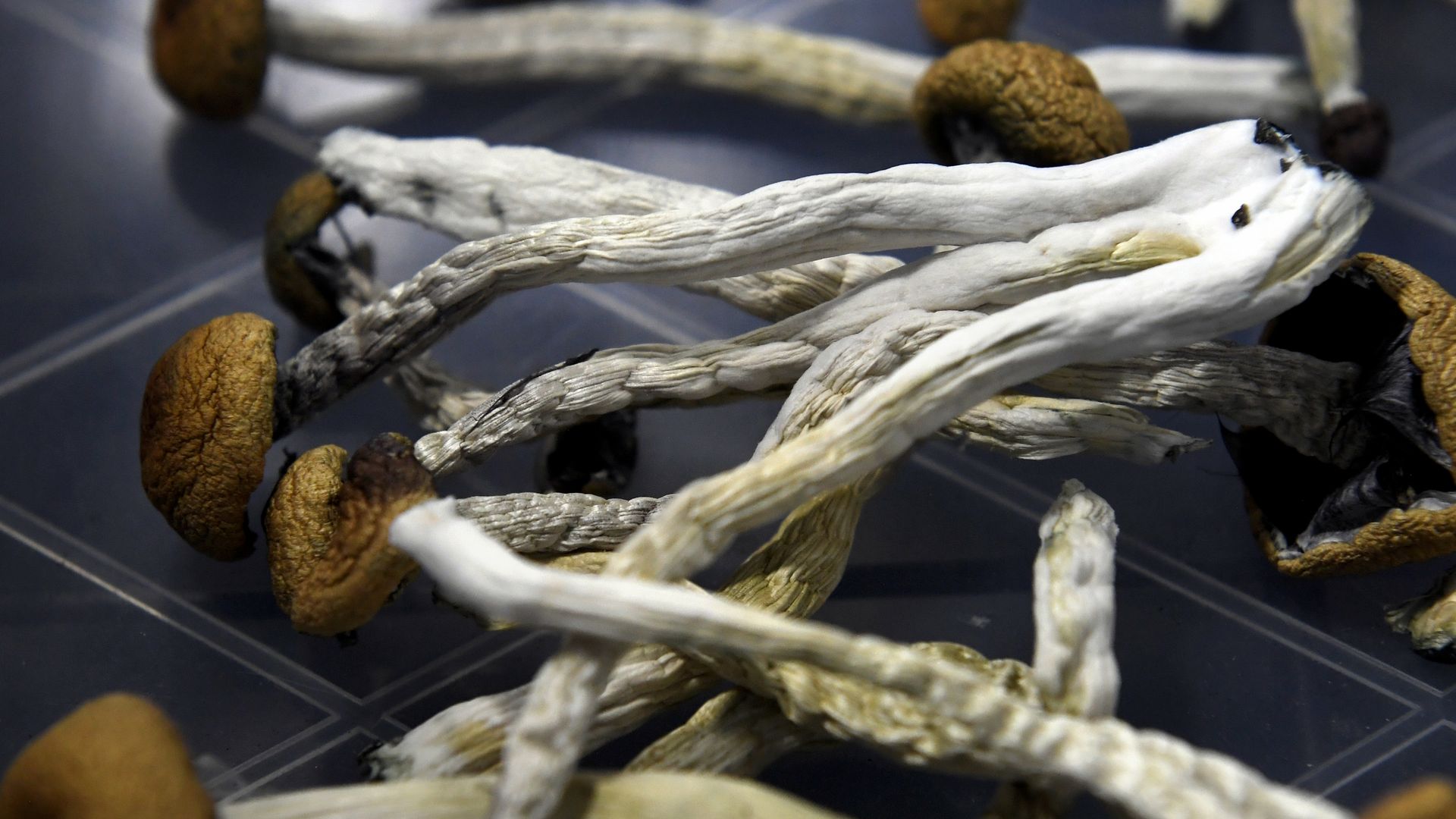 An image of psilocybin mushrooms laid out on a table after being harvested in Denver.