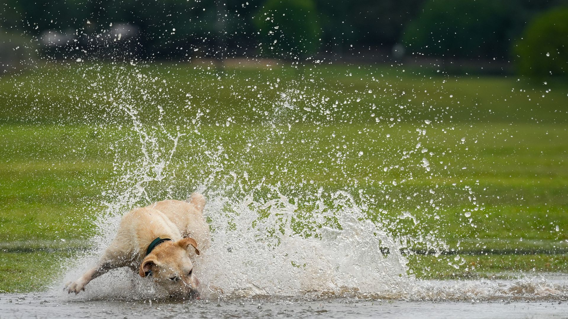 A light-colored dog with a green collar splashes through a spray of water in a green park, droplets flying everywhere as it plays in a wet puddle.