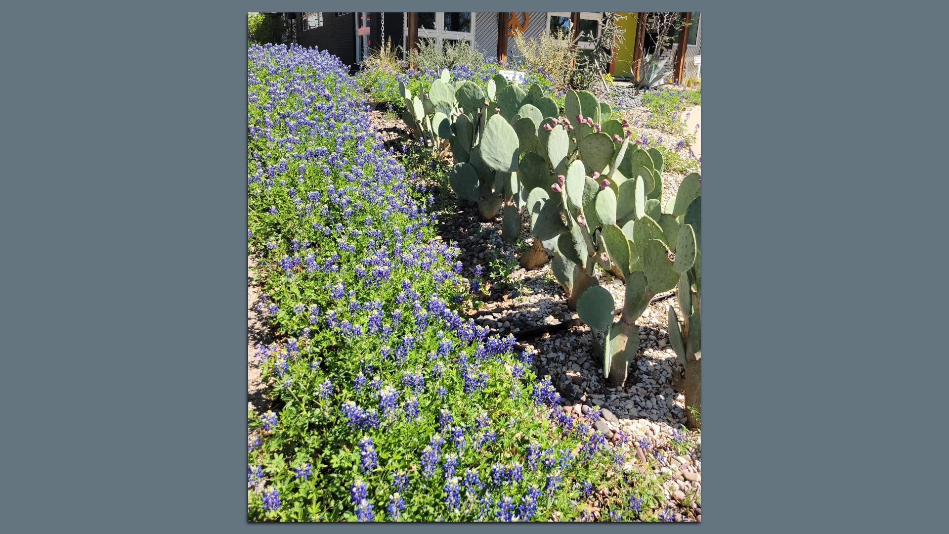 Desert garden scene with a dense row of purple flowers along the left and a large cluster of flat green prickly-pear cactus pads on the right, gravel ground, and a house in the background.
