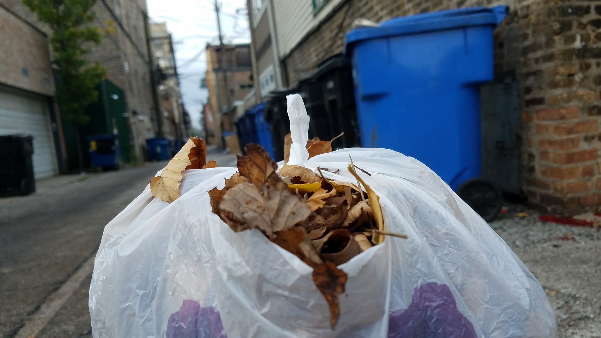 bag of leaves in alley.
