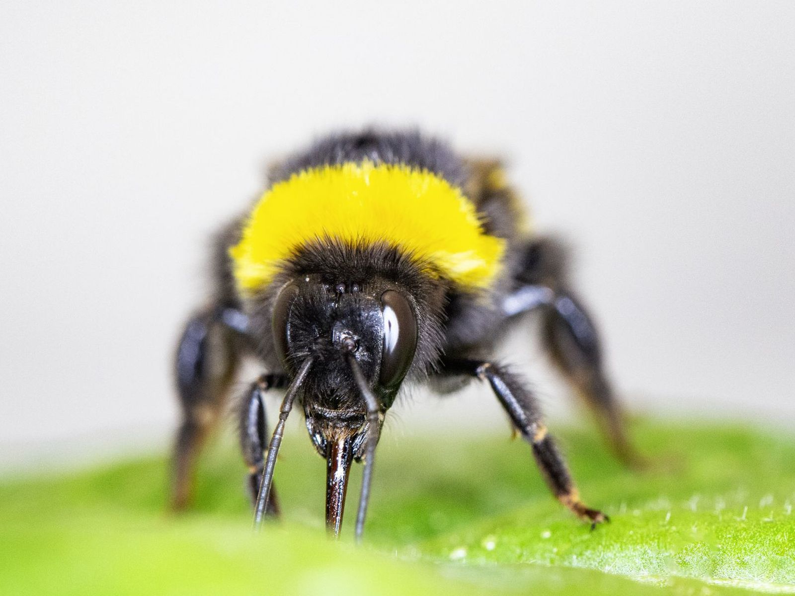 Bumblebees Bite Plants to Force Them to Flower (Seriously