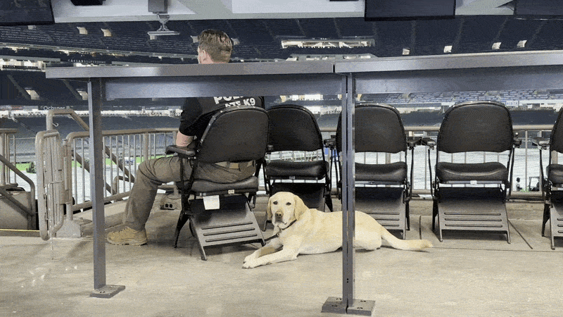 A man in a K9 unit shirt sits among black stadium chairs; a yellow Labrador lies on the concrete floor beneath a table in the stands.