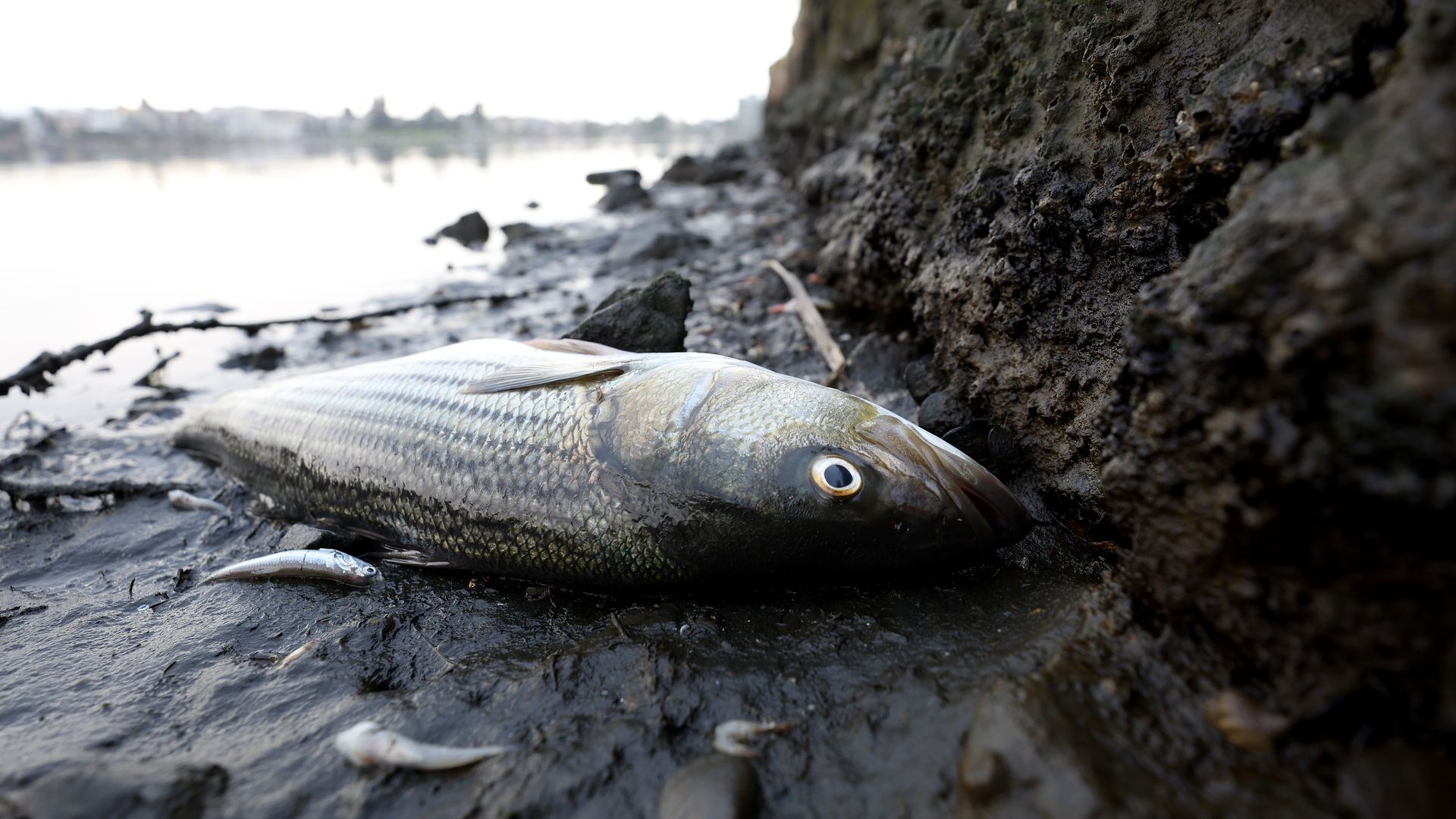 Dead fish at Lake Merritt
