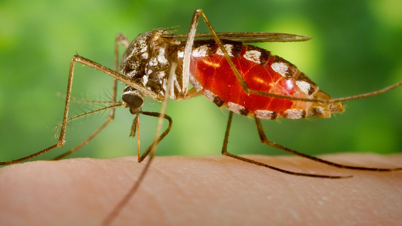 致死的な蚊ウイルスEEEがマサチューセッツ州に警戒を呼びかけ：知っておくべきこと