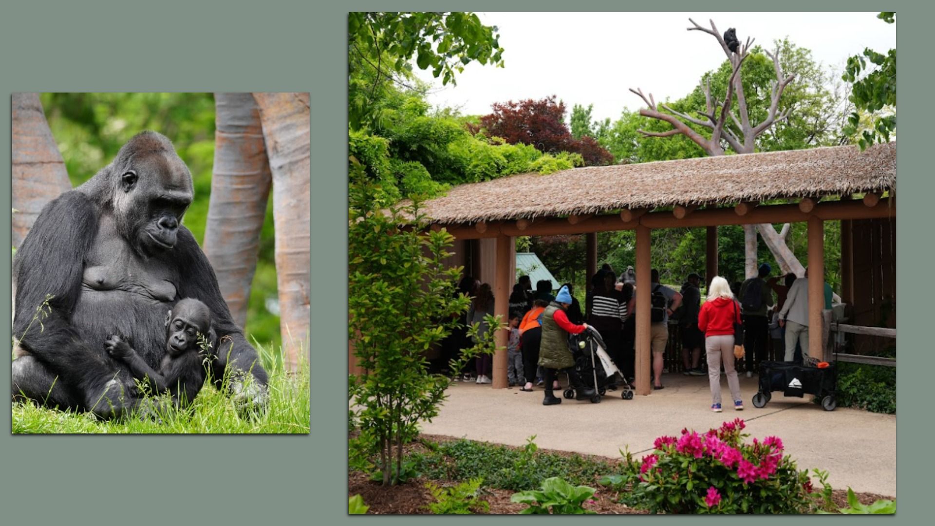 Two photos: Gorillas, and a look at their viewing area.