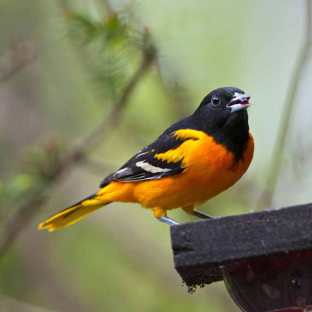 Which birds fly through Central Texas as they migrate south