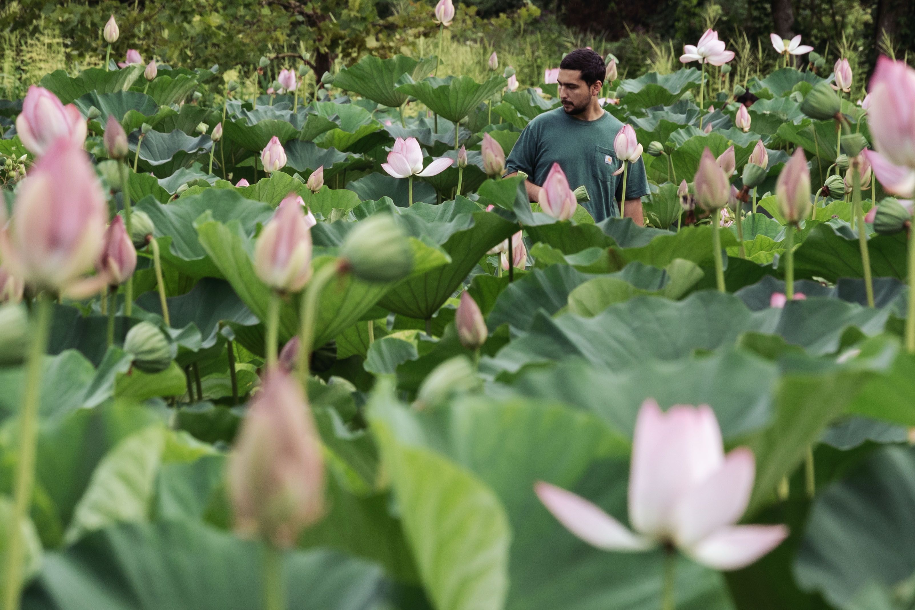A man walks among the tall water lillies at Kenilworth Aquatic Gardens Lotus and Water Lily Festival in Washington, DC on July 18,2025. (Photo by Maxine Wallace/The Washington Post via Getty Images