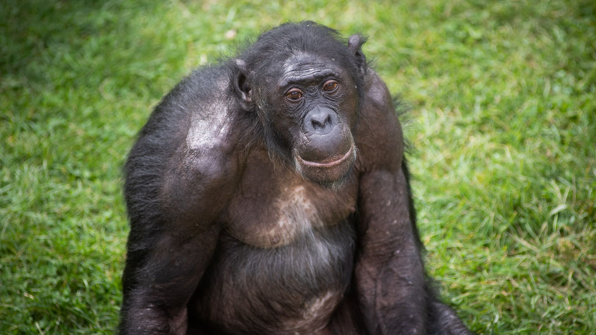 A close-up photo of Jimmy the bonobo