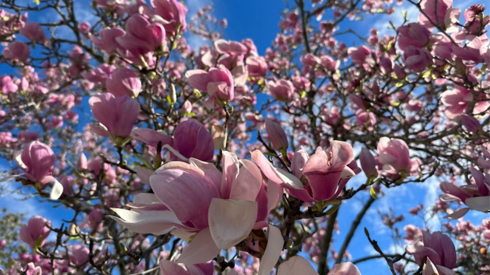 Close-up of pink Japanese magnolia blossoms on branches against a bright blue sky on a sunny day.