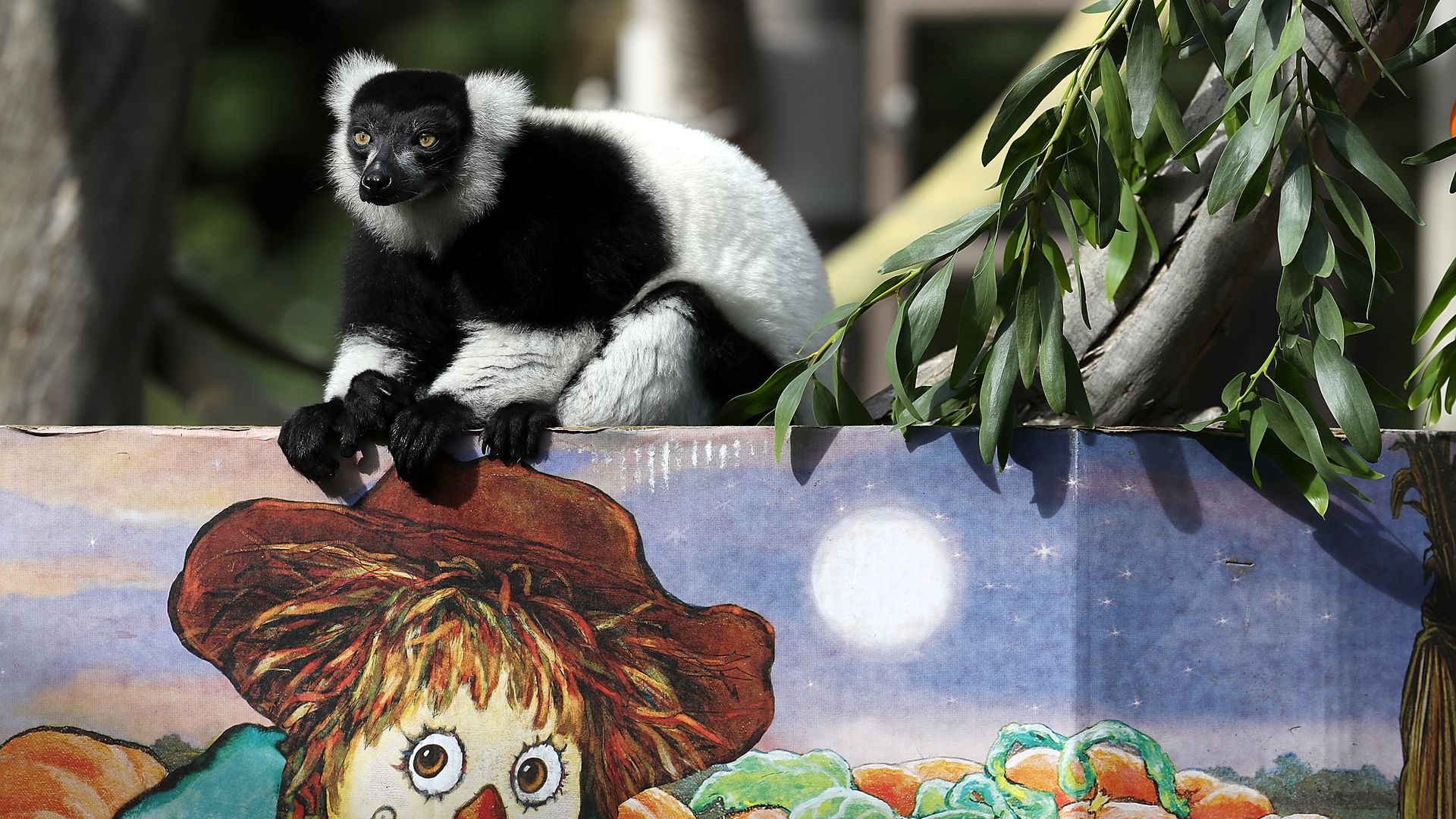 A black-and-white lemur sits on top of a billboard with a strawman and pumpkins painted on it
