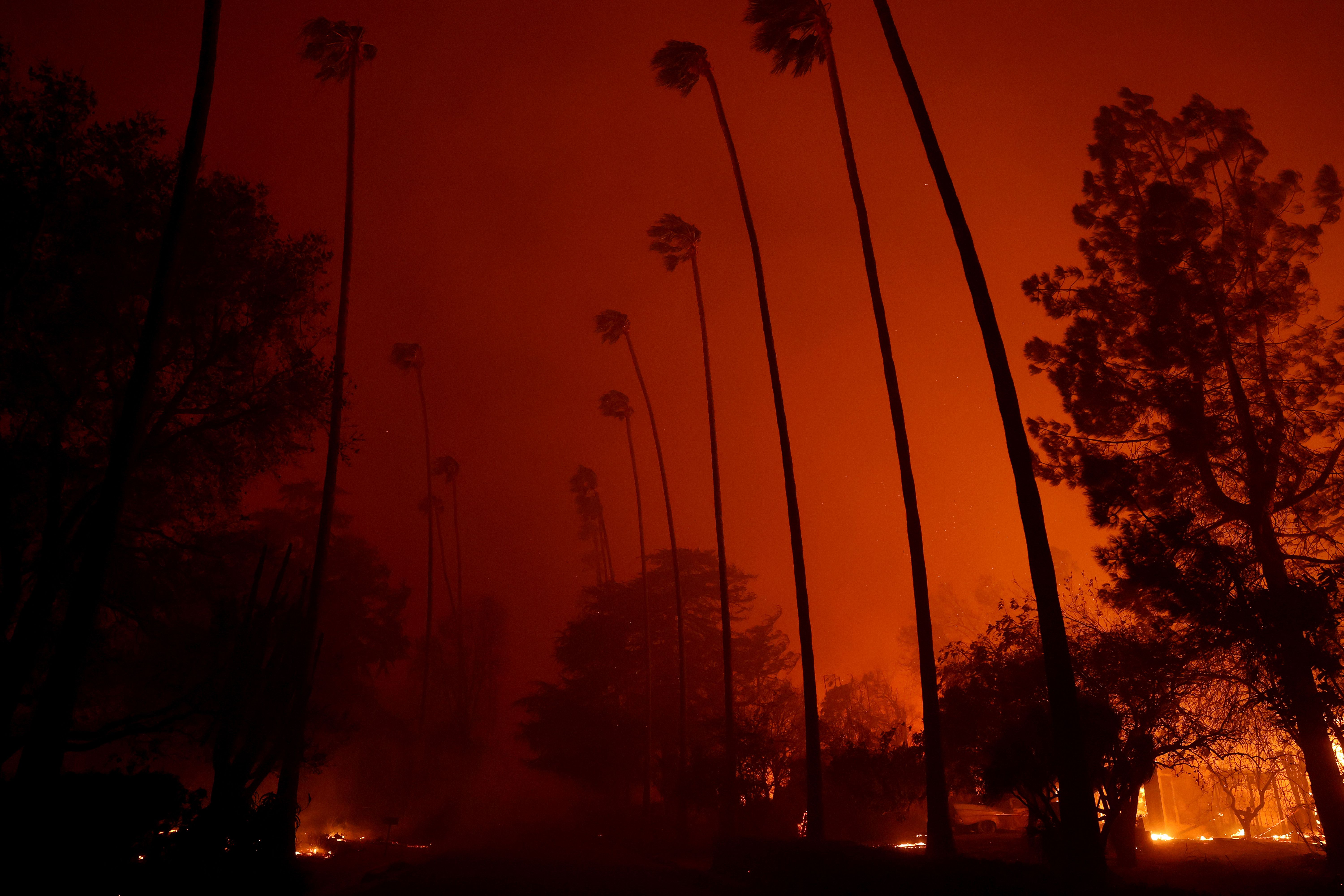 Palm trees sillhouettes seen against a firey background. 