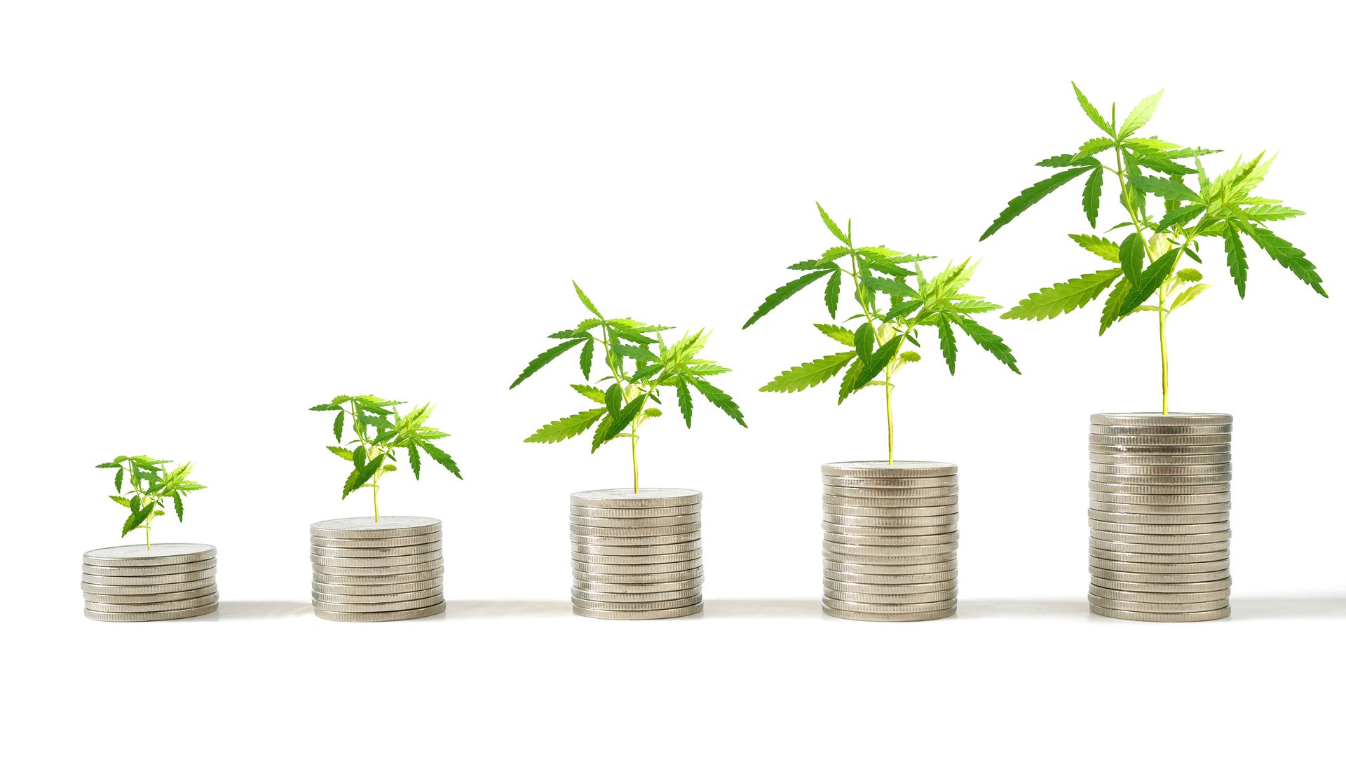 A series of growing marijuana plants stacked on change.