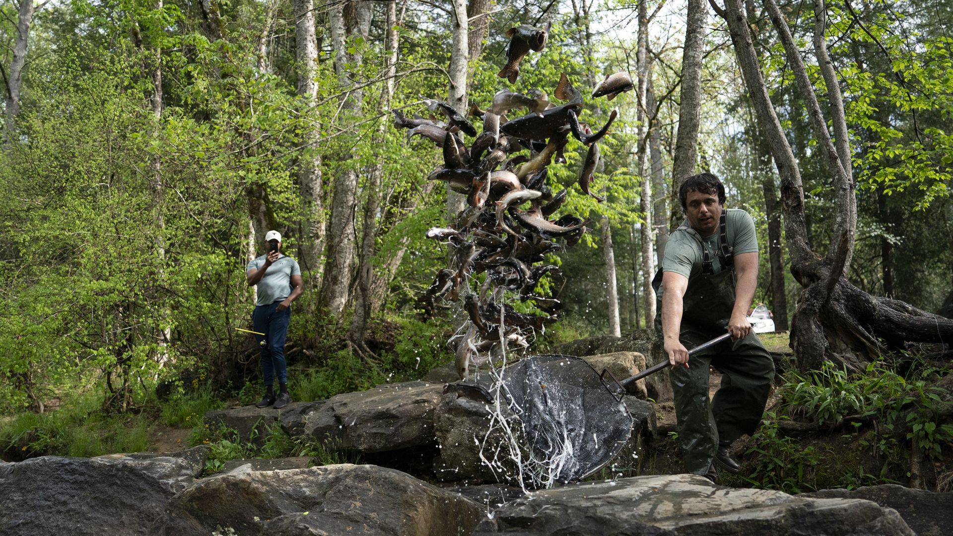 A man in green waders throws fish from a net into a rocky stream surrounded by trees, while another person nearby watches and takes a photo.