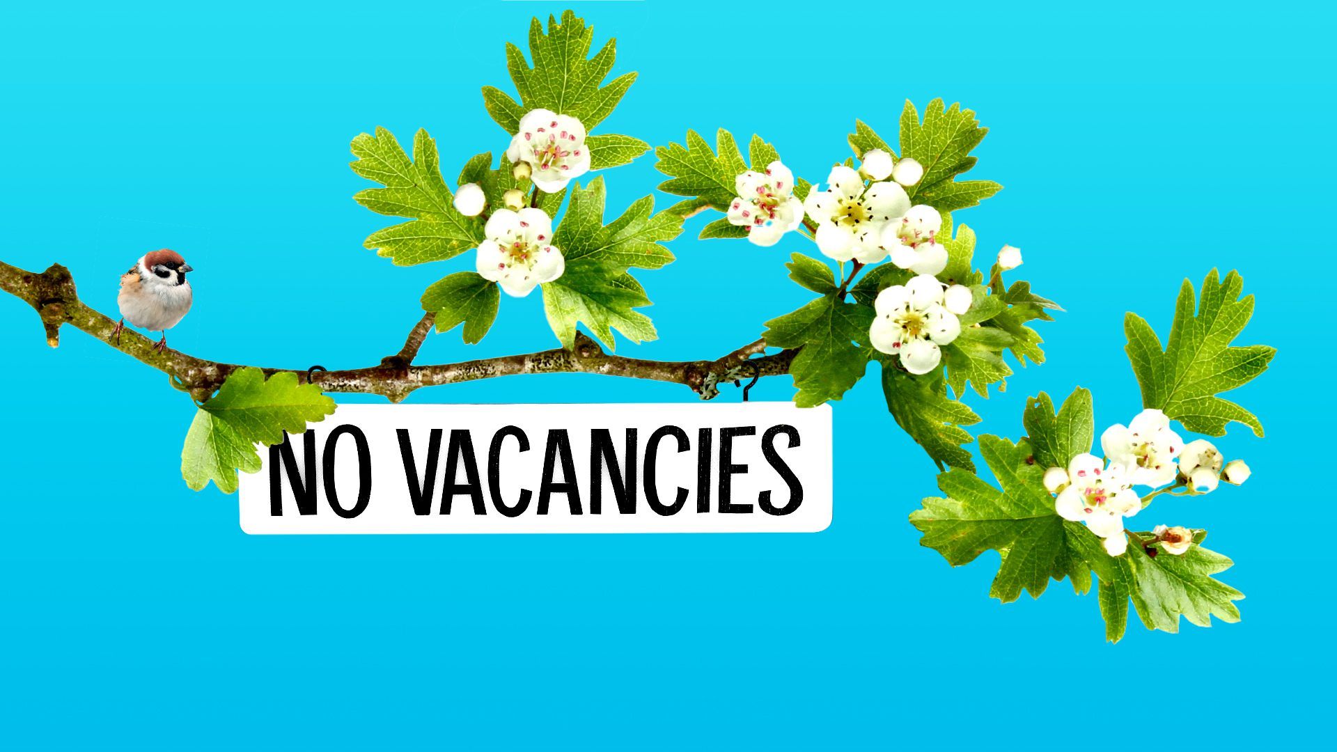 Illustration of a tree branch with a no vacancies sign hanging off of it.