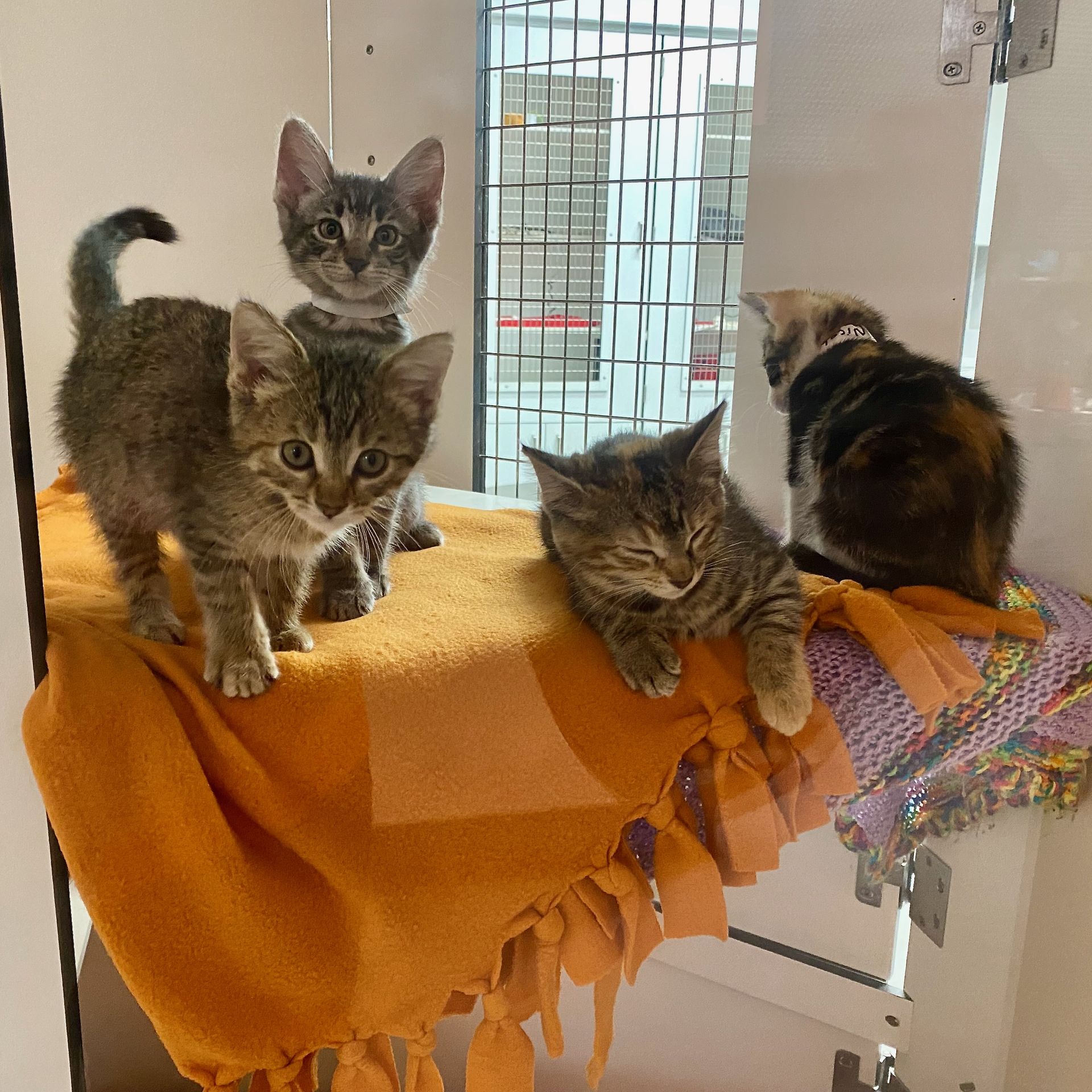 Four kittens standing on an orange blanket; two are alert, one is asleep and one has its back turned