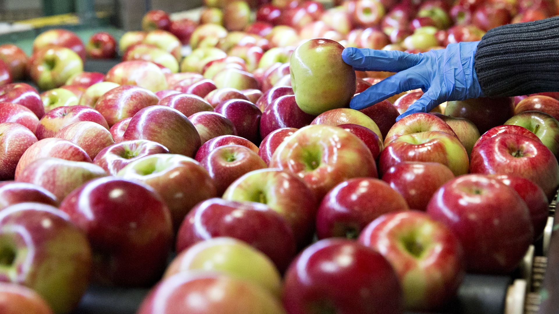 A hand picks apples from a production line