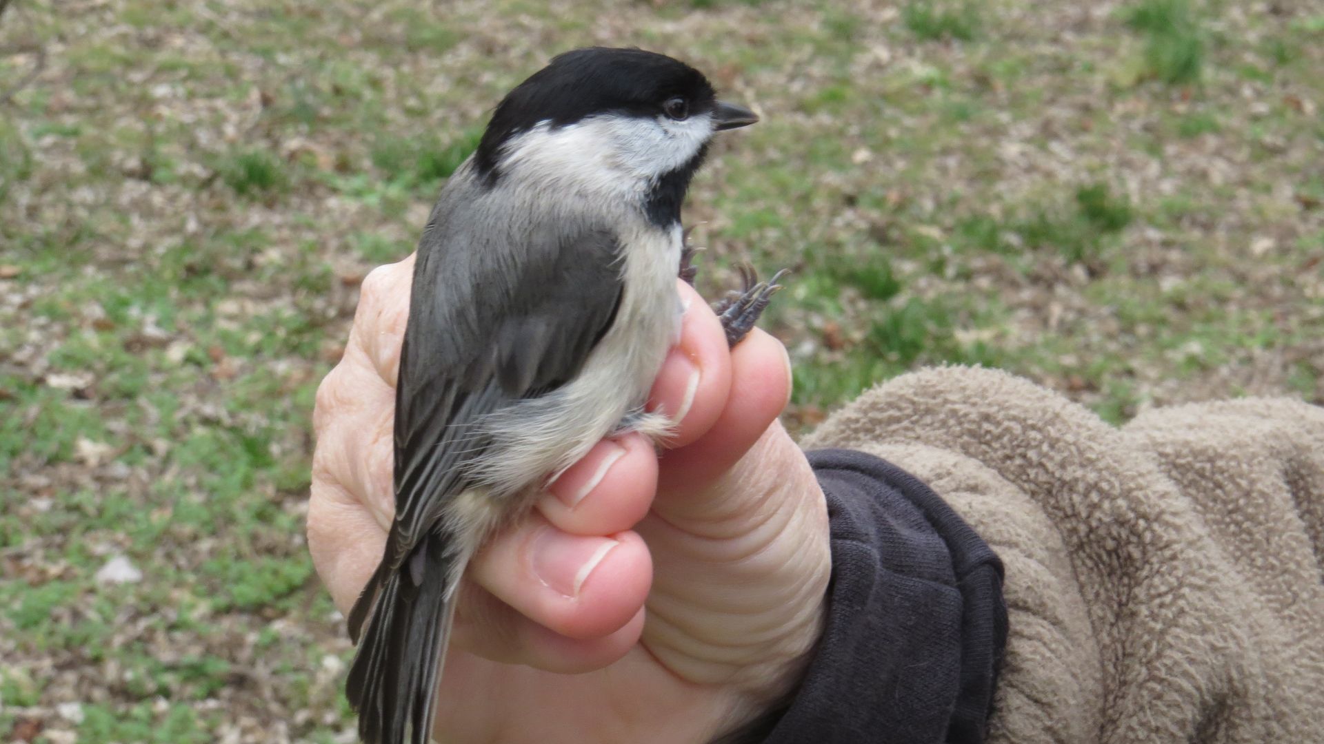 Someone holds a dark gray bird.