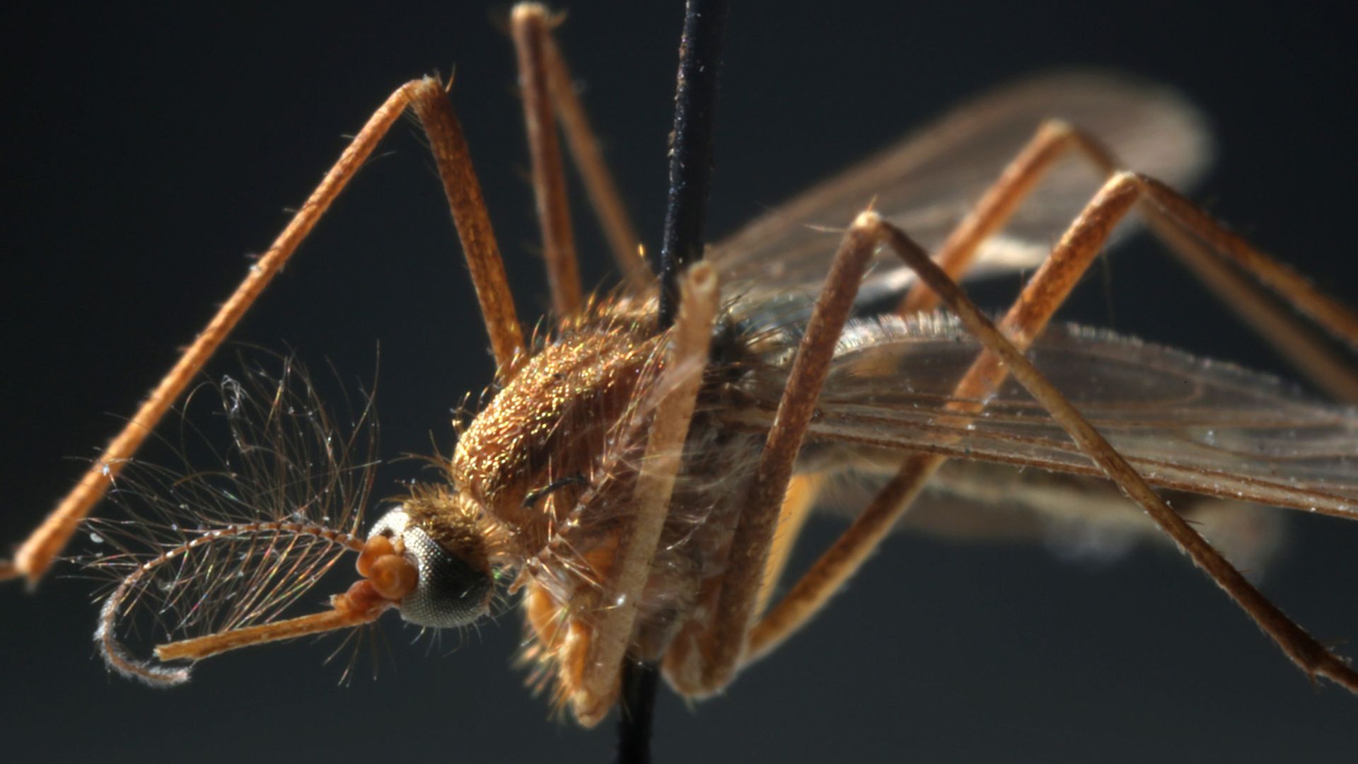 "Unprecedented" outbreak of West Nile virus alarms Colorado health