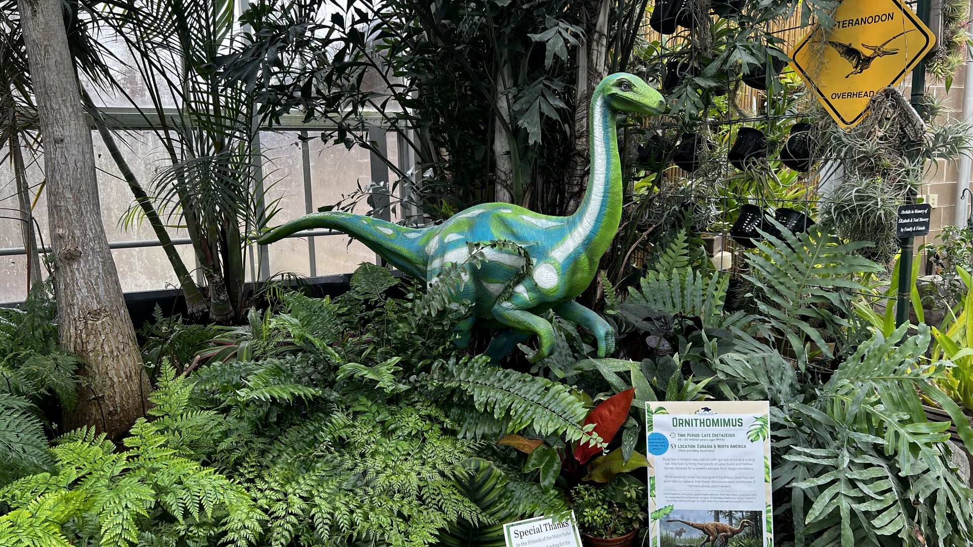 Green and blue dinosaur model labeled Ornithomimus surrounded by lush green plants inside a greenhouse, with a yellow Pteranodon overhead warning sign visible in the background.