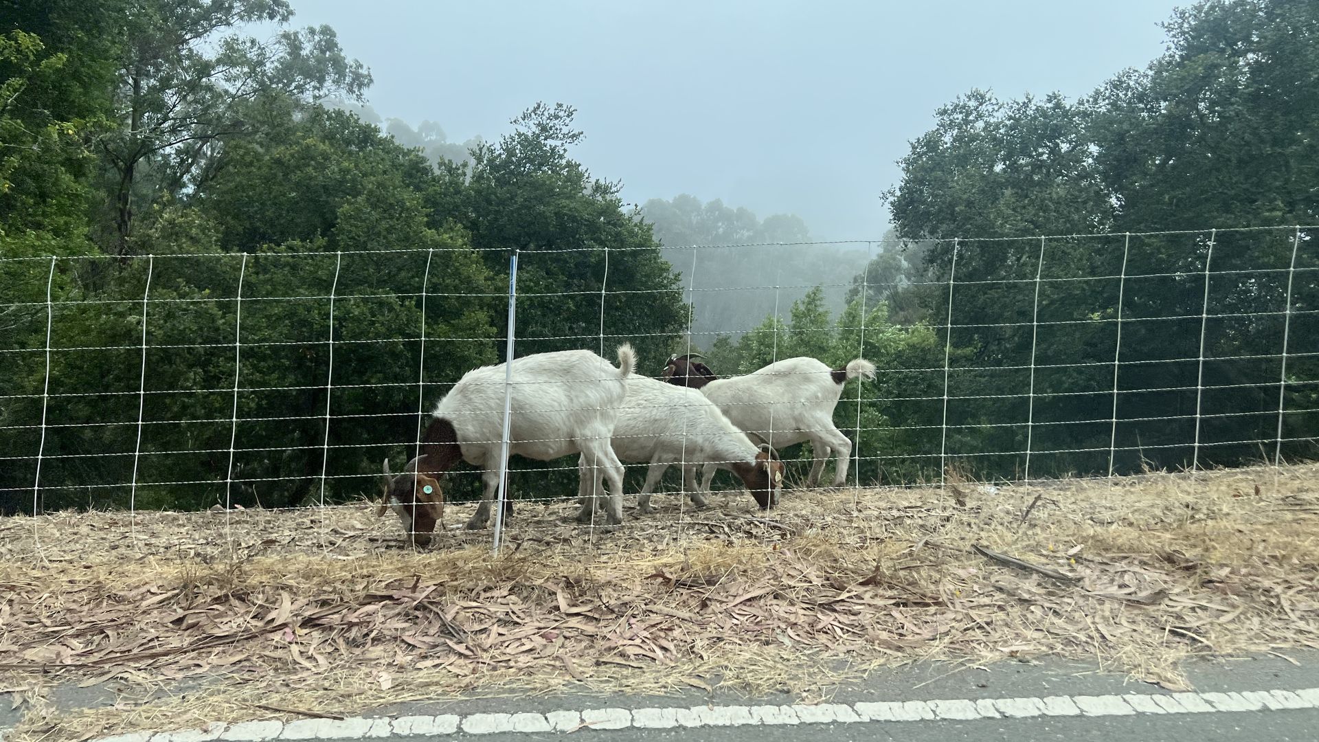 Three white and brown goats grazing behind a wire fence along a roadside with dry leaves and trees in the misty background.