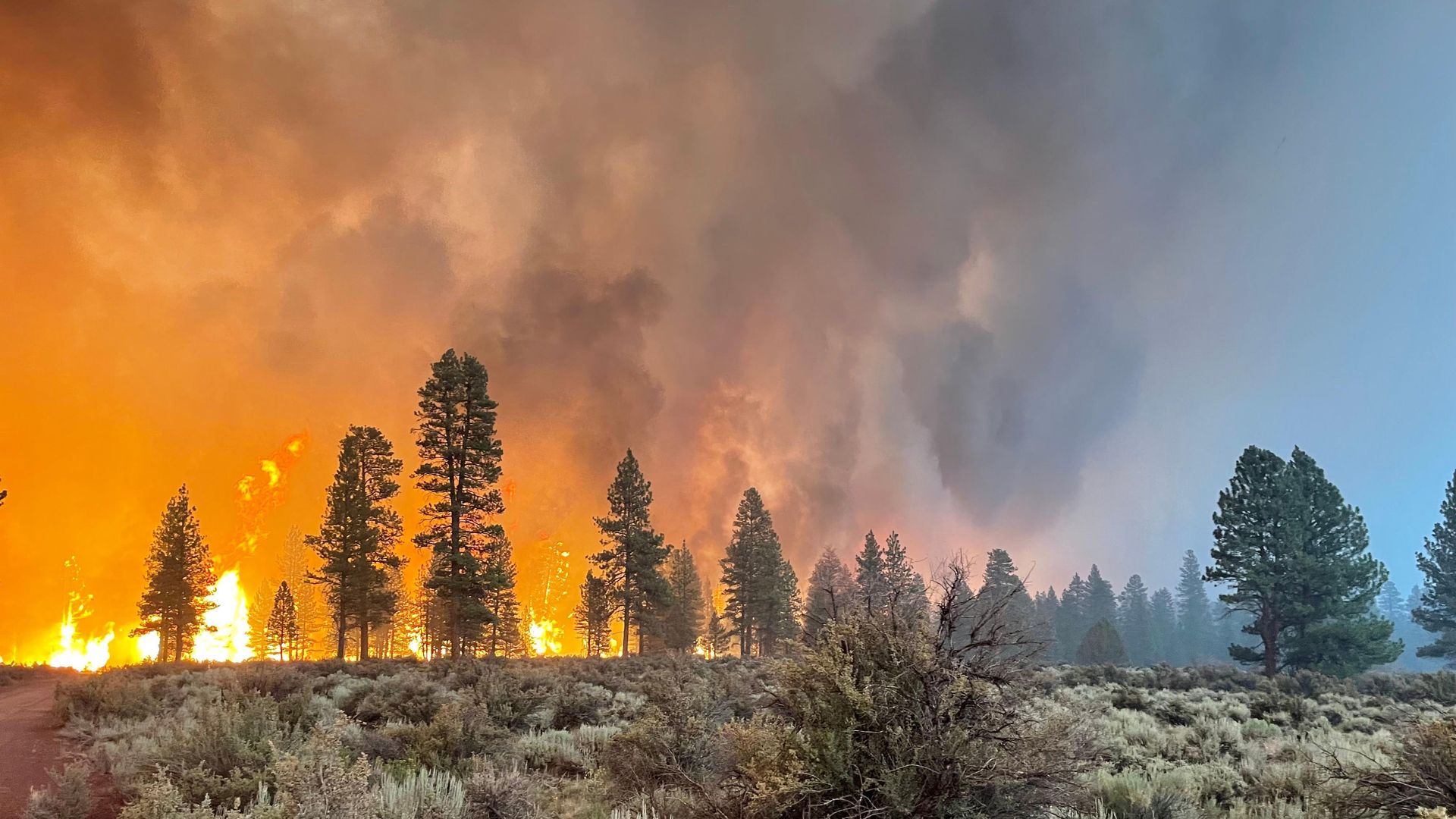 Tall flames burning behind a stand of evergreen trees.