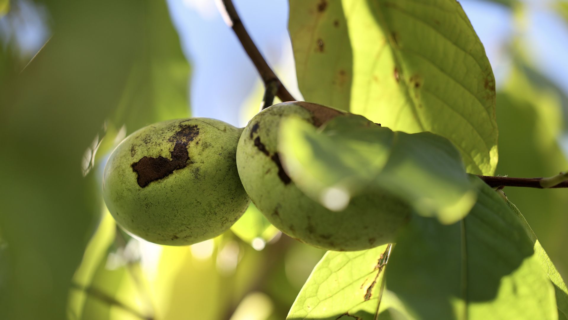 Pawpaw fruit growing in a tree with blue sky in the background.