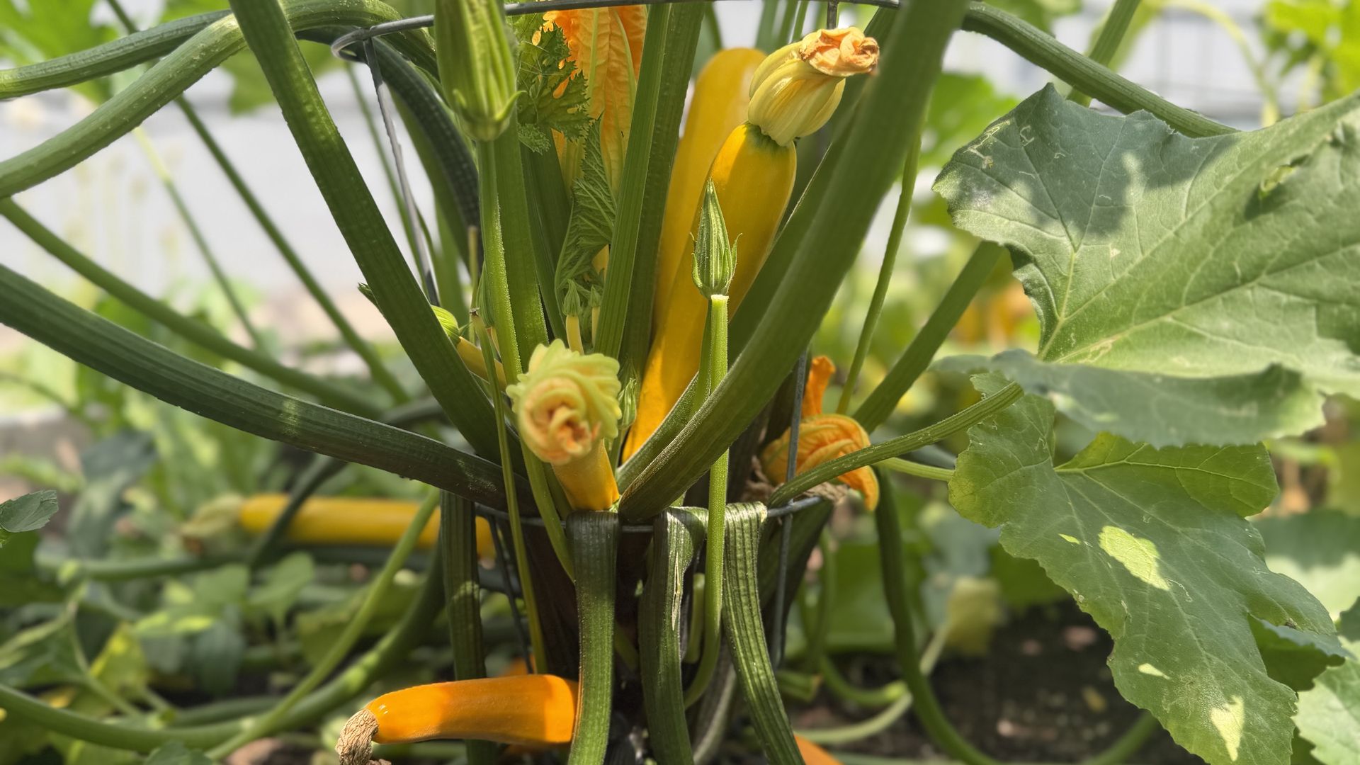 Close-up of a squash plant with yellow-orange fruit and blossoms, green vines and large lobed leaves, sunlit garden foreground; a wire trellis supports the stems.