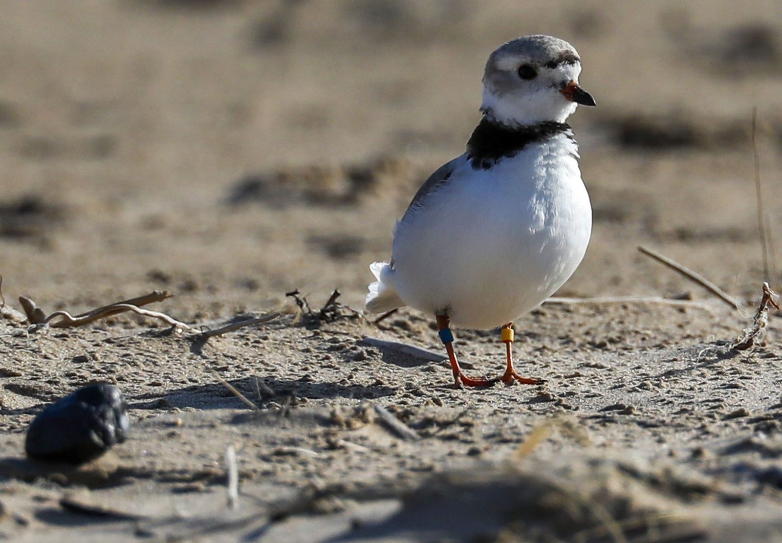 A piping plover.