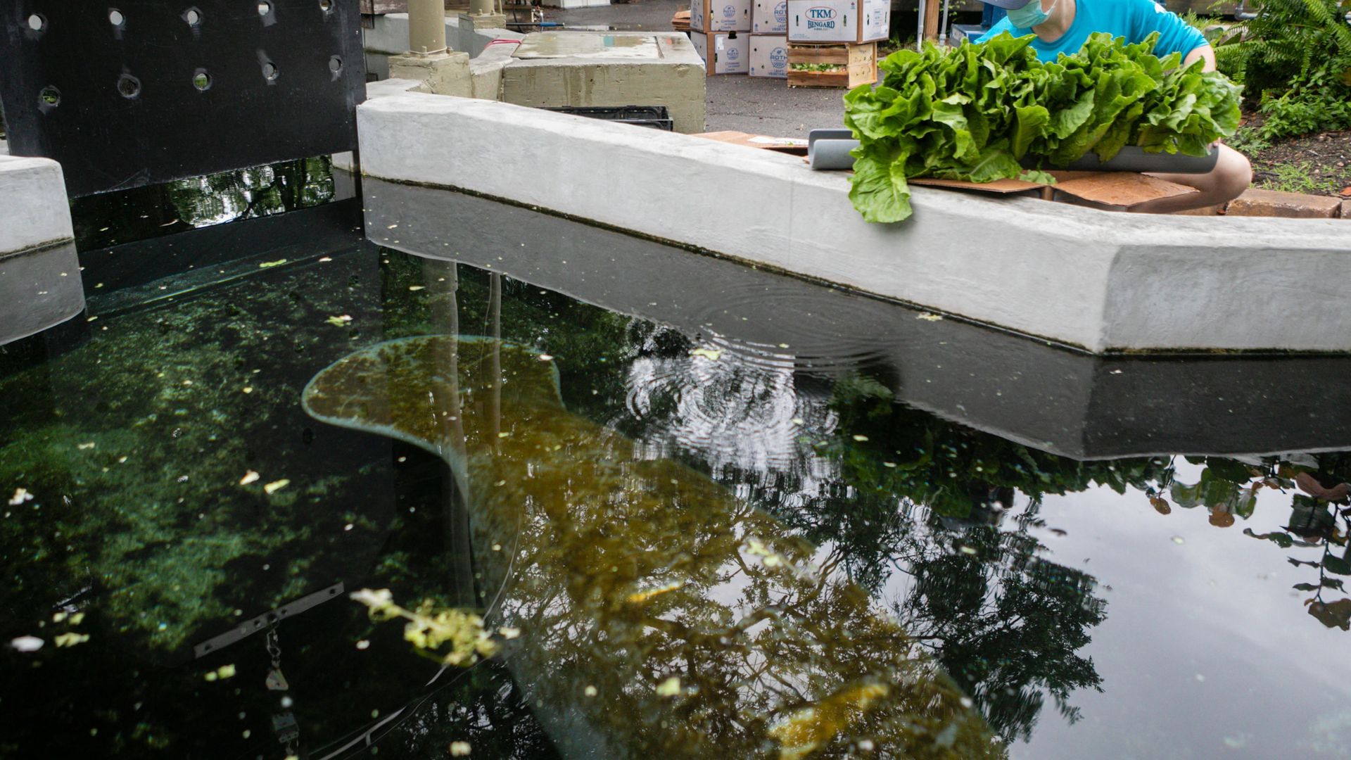 Feeding lettuce to manatees in critical care at  ZooTampa
