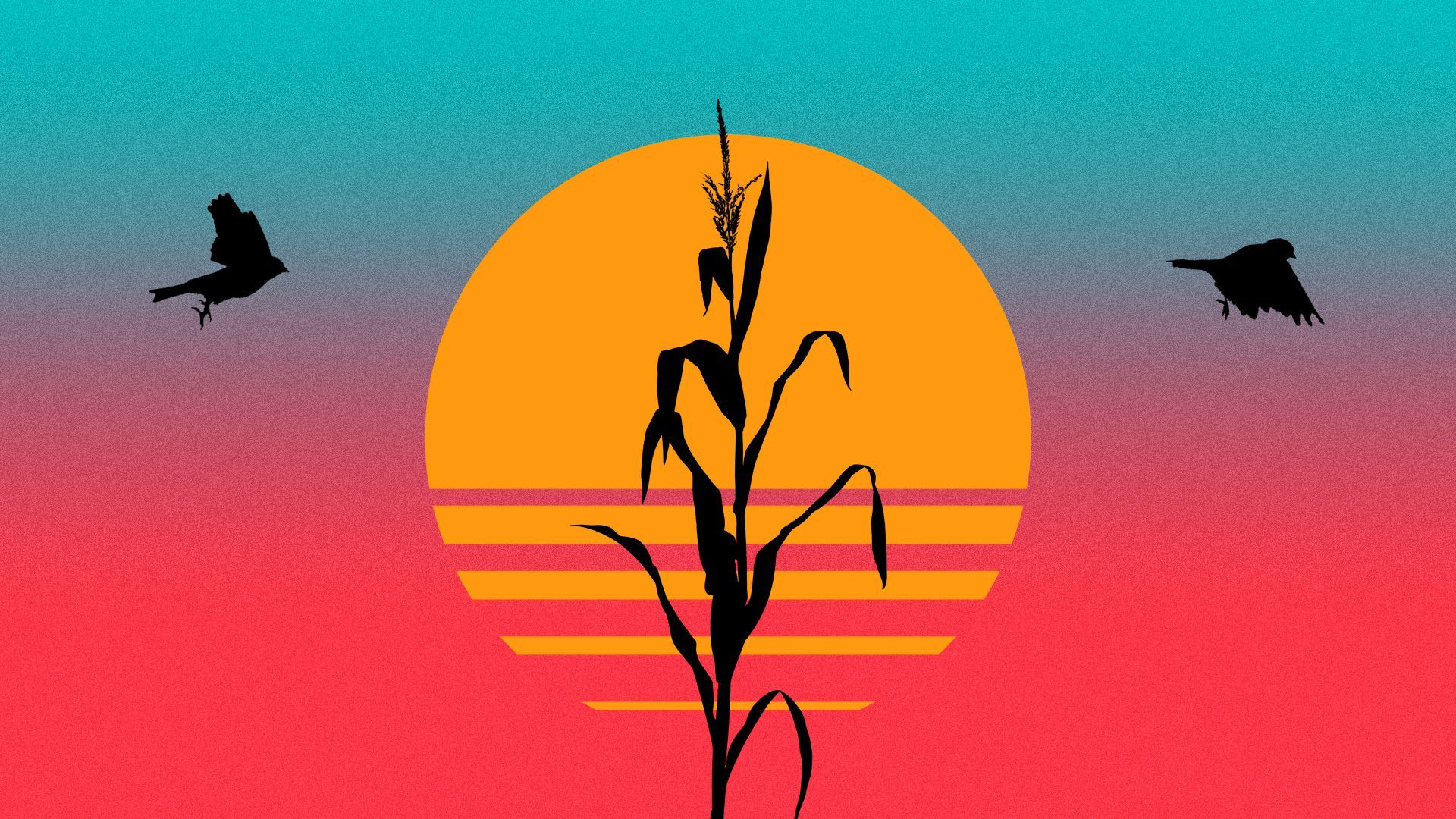 Illustration of a cornstalk and two goldfinches silhouetted against a sun and sky in neon colors.
