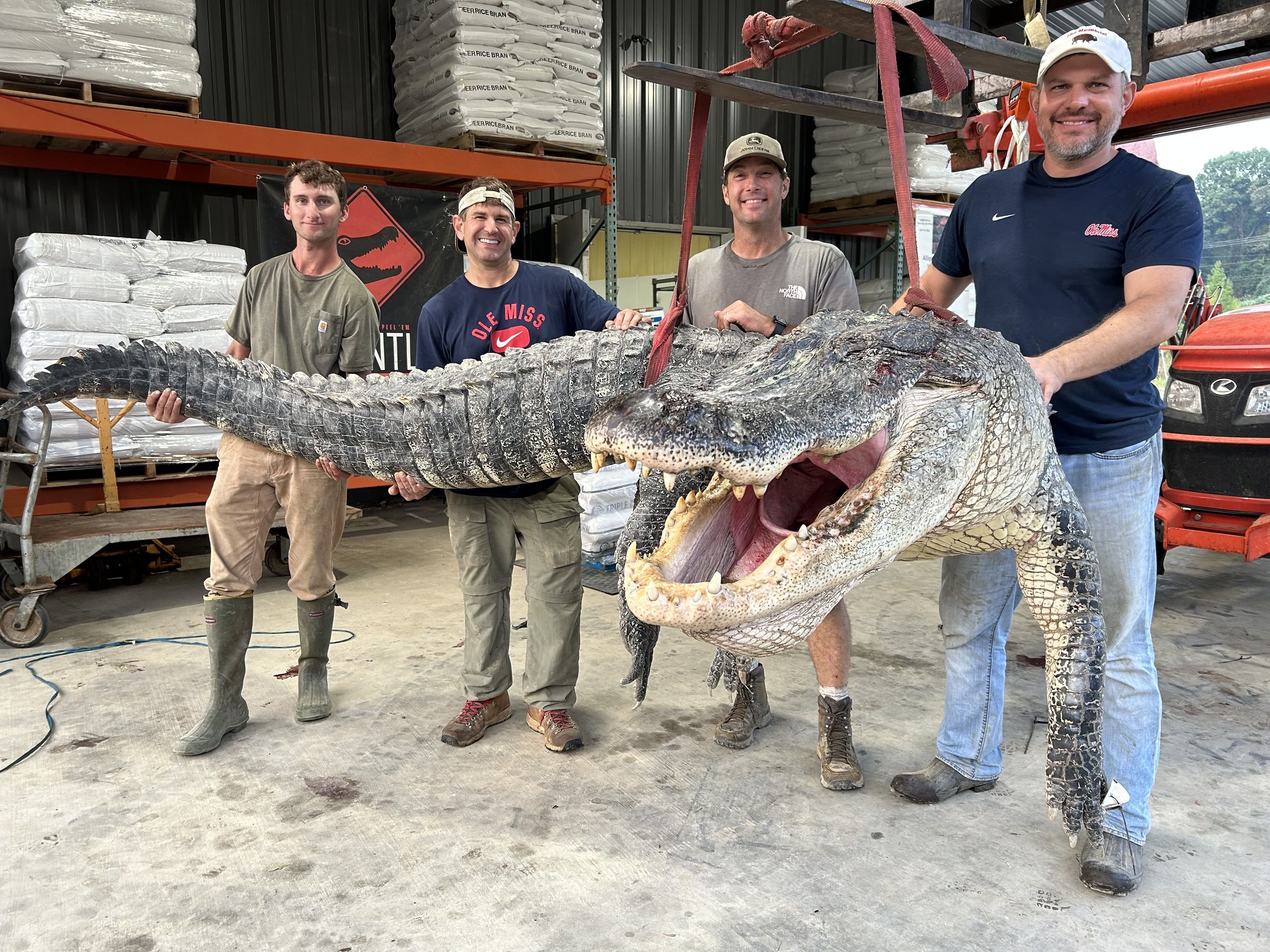 Les Alligators レコード 2枚セット ロカビリー ネオロカ Les