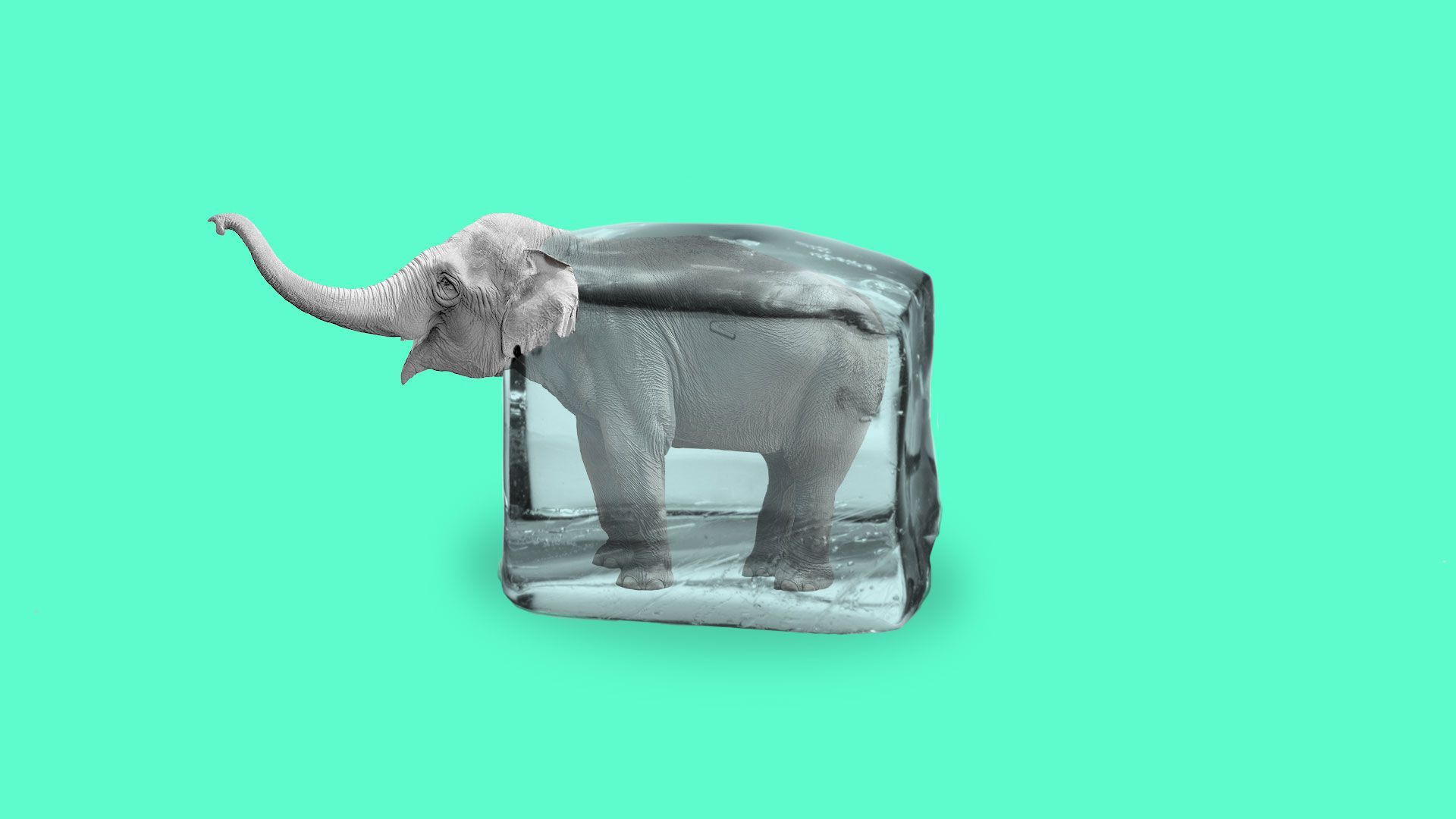 Elephant in an ice cube