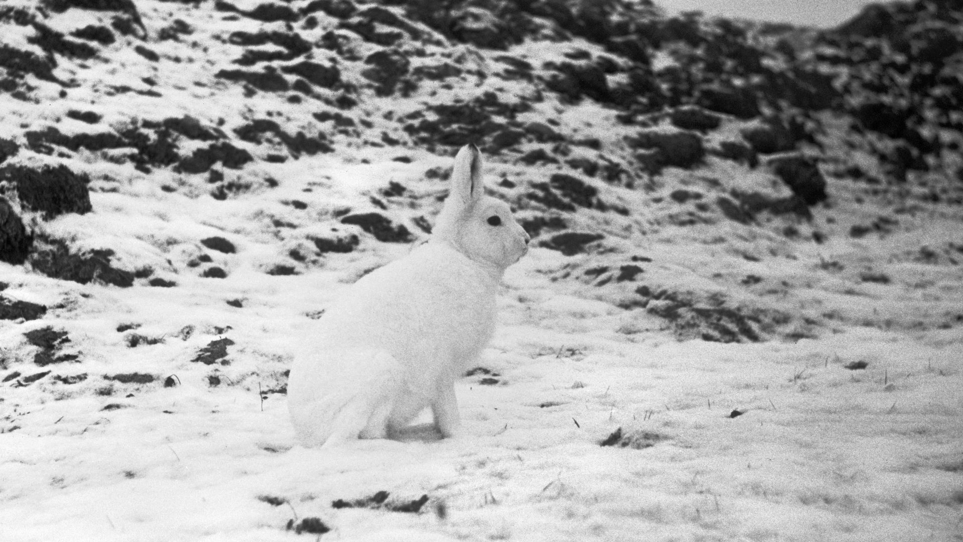 View of an arctic hare in the snow on one of the Queen Elizabeth Islands in the Canadian Arctic Archipelago, Canada, 1958. 