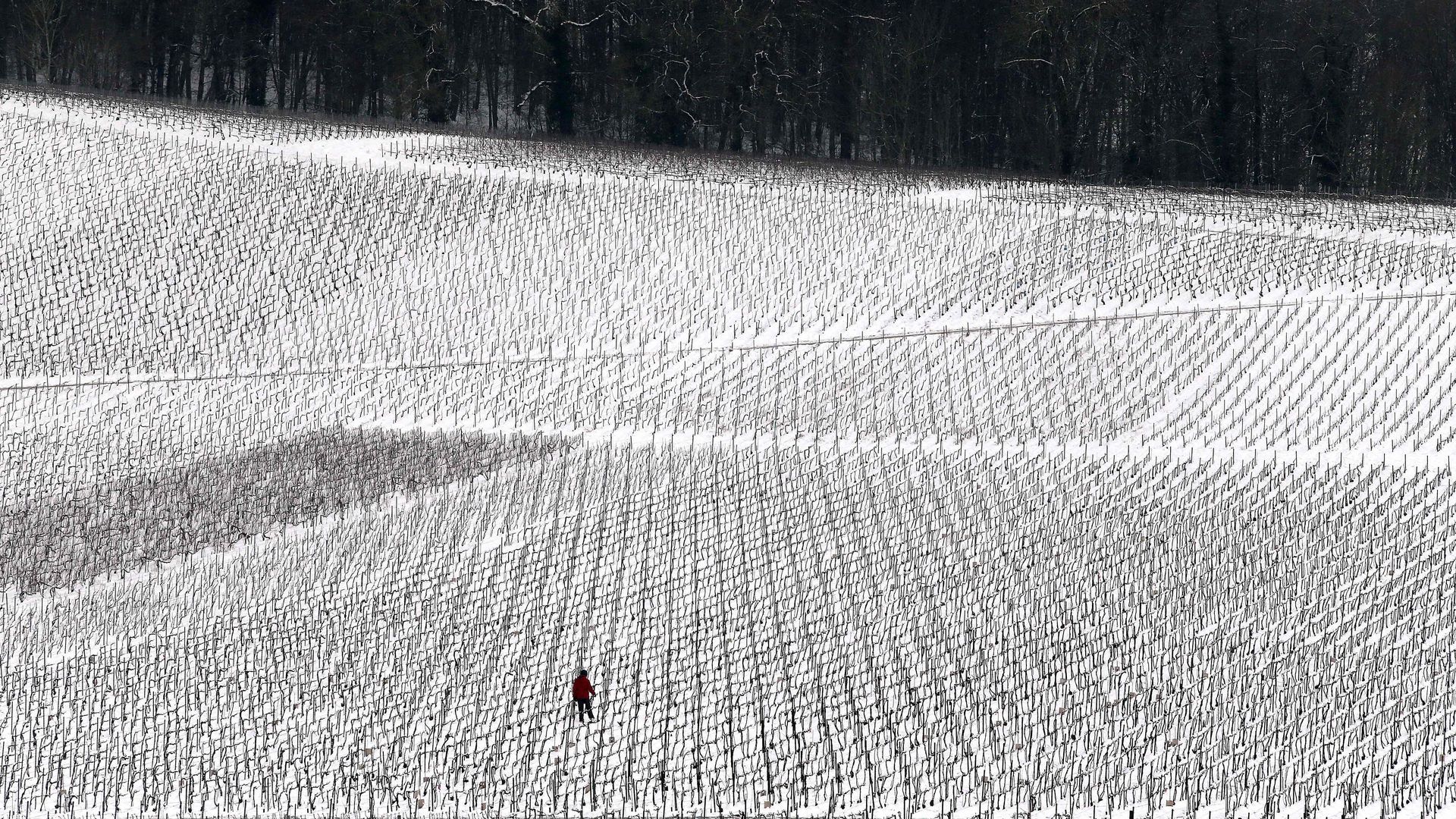 A man walks in a vineyard in France