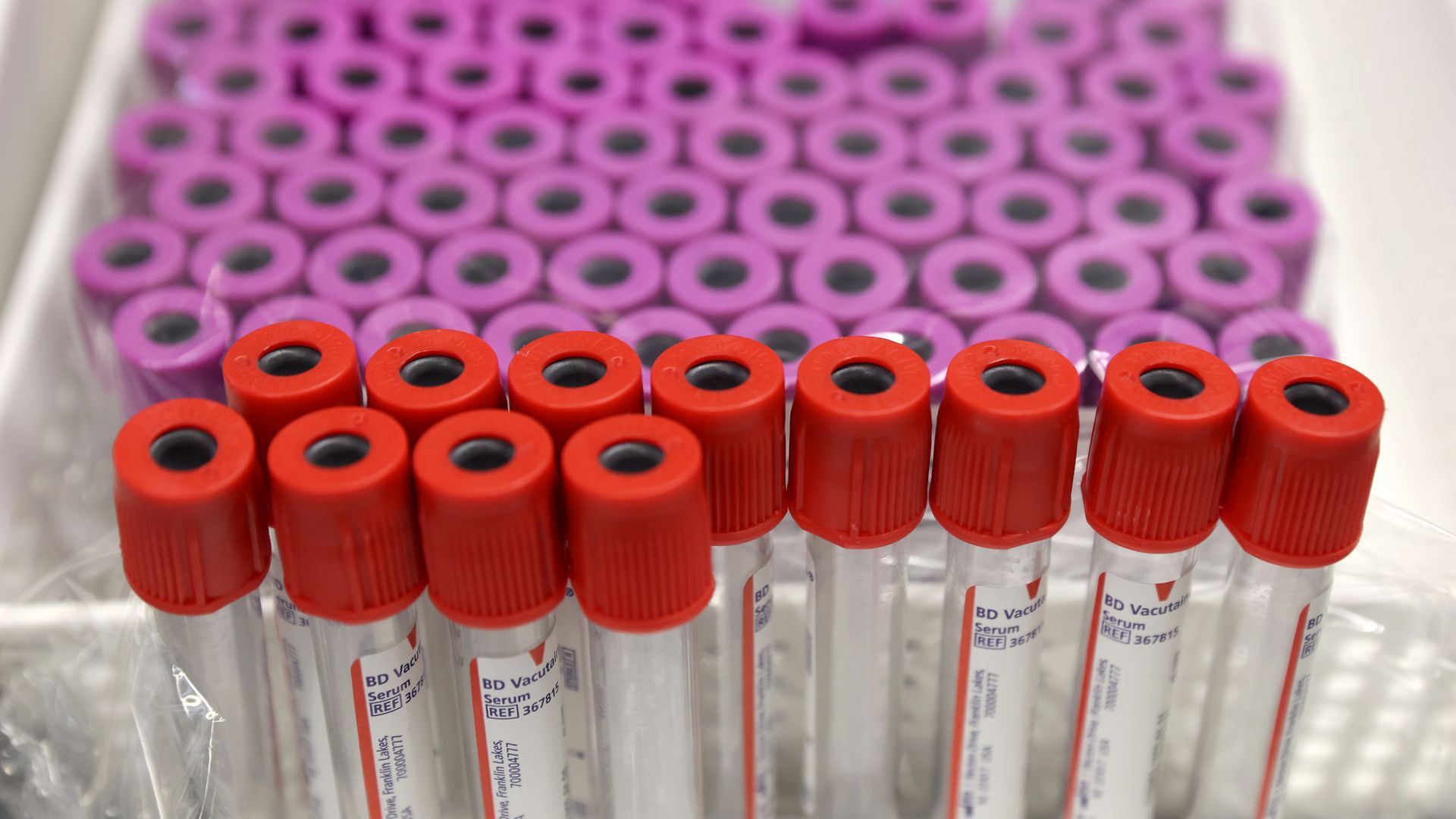 A photo of blood viles.