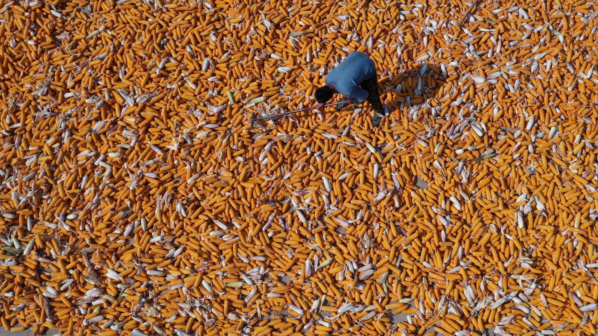 A farmer dries corn in a field in China