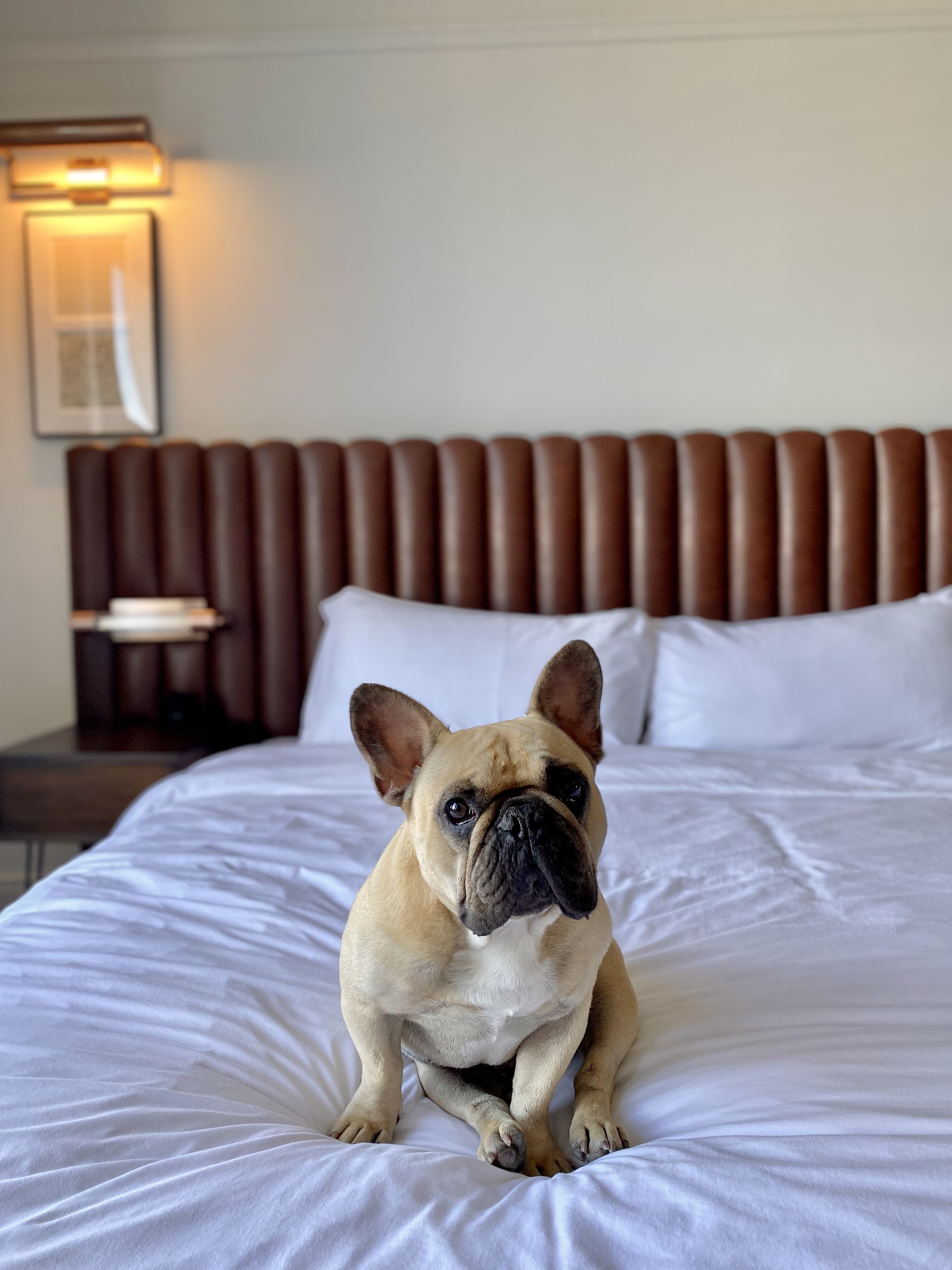 Dog at surety hotel