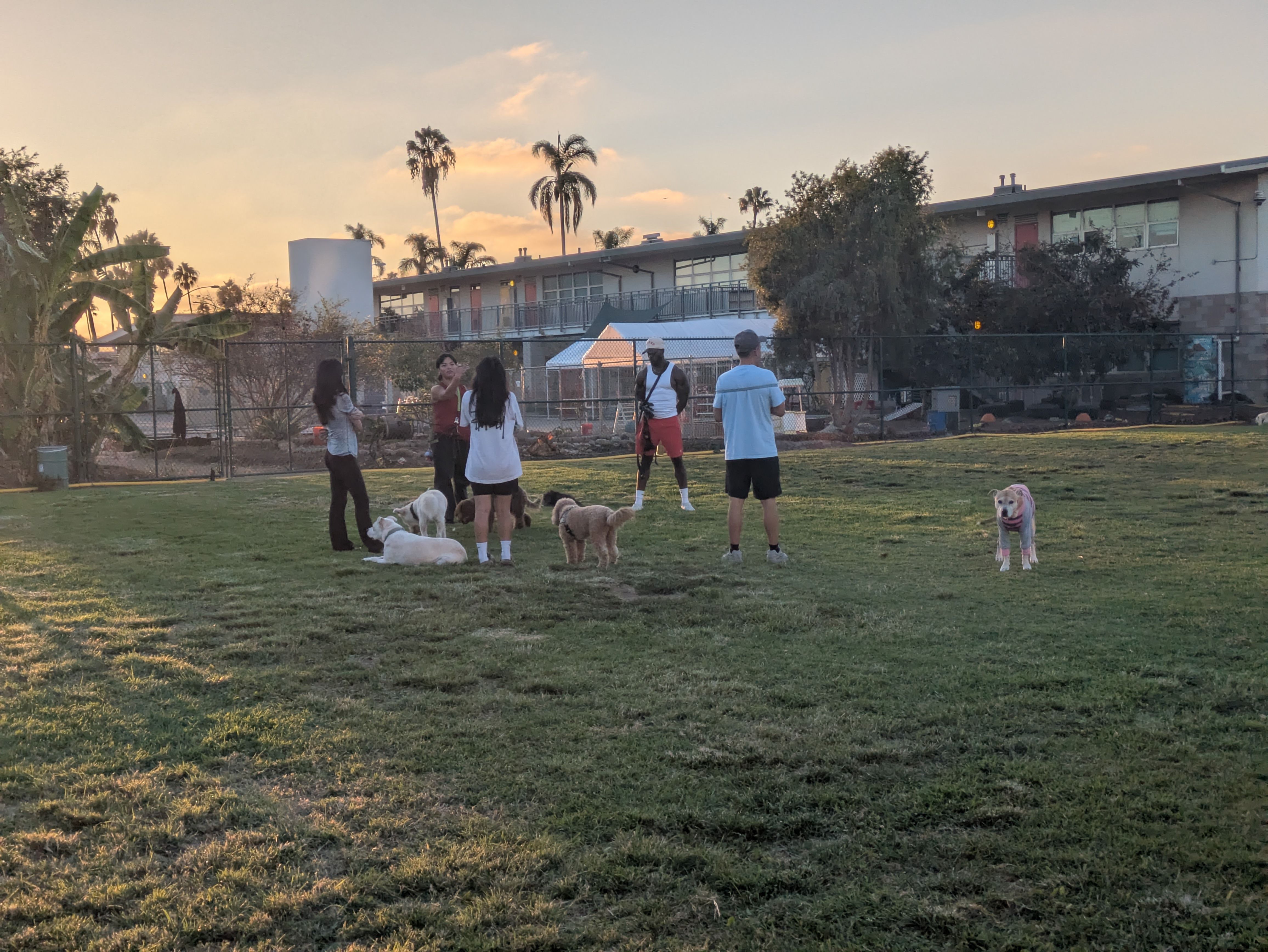 Group of people with multiple dogs in a grassy park at sunset; a chain-link fence, palm trees, and apartment buildings in the background.