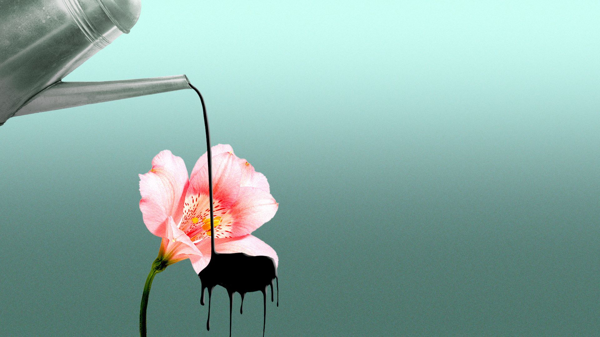 Illustration of a watering can pouring a stream of oil on to a flower.