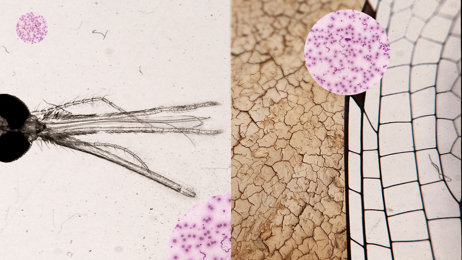 Illustrated collage of a microscopic view of a mosquito overlaid with wing patterns, cell patterns, and dry earth textures.
