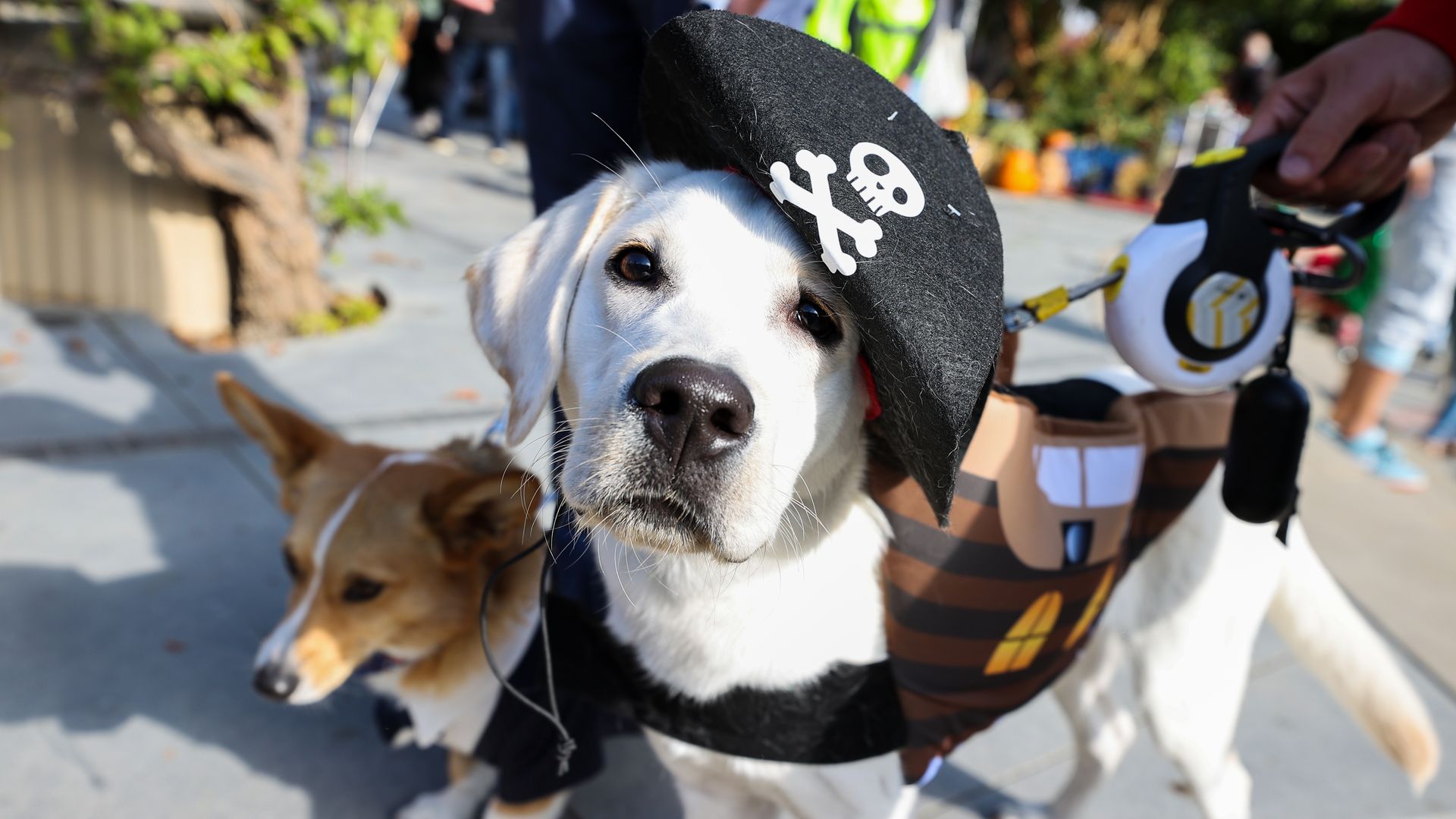 Photo of a white dog dressed as a pirate