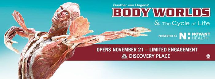 body-worlds-discovery-place