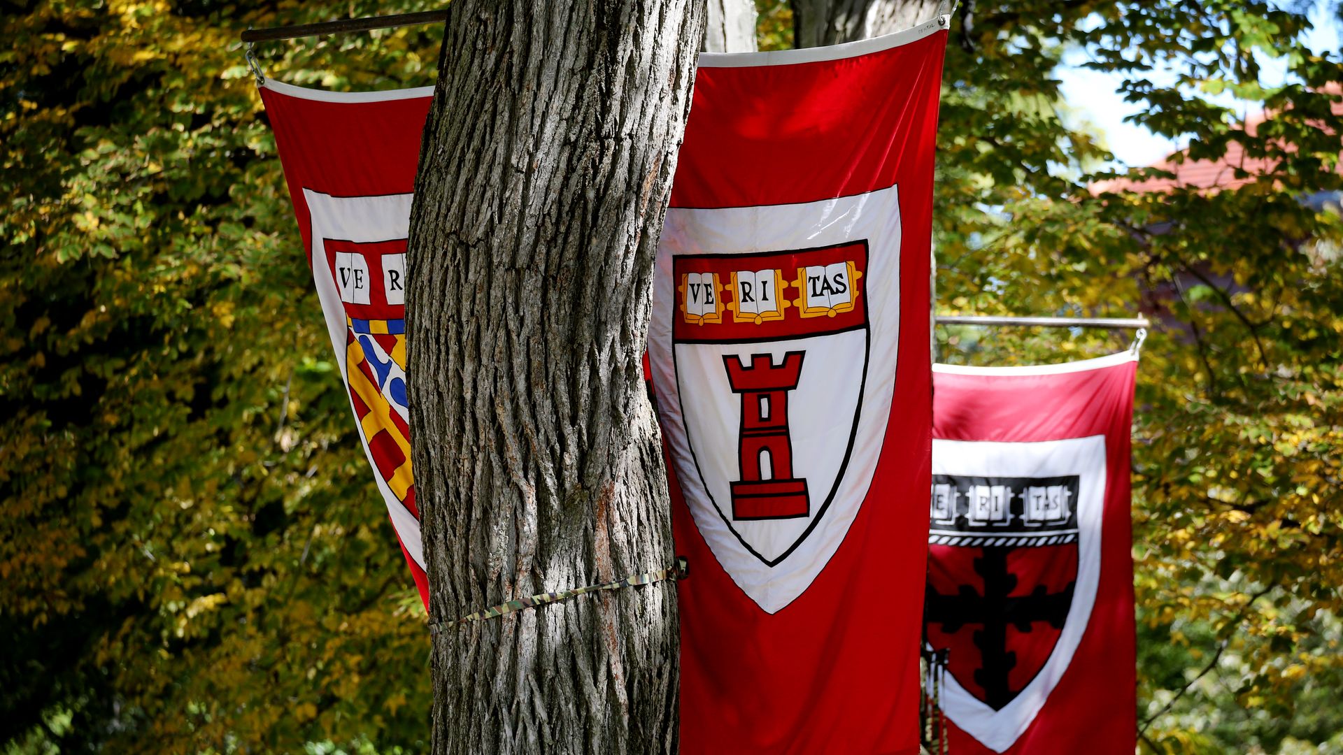 In this image, three flags are attached to a tree on Harvard's campus