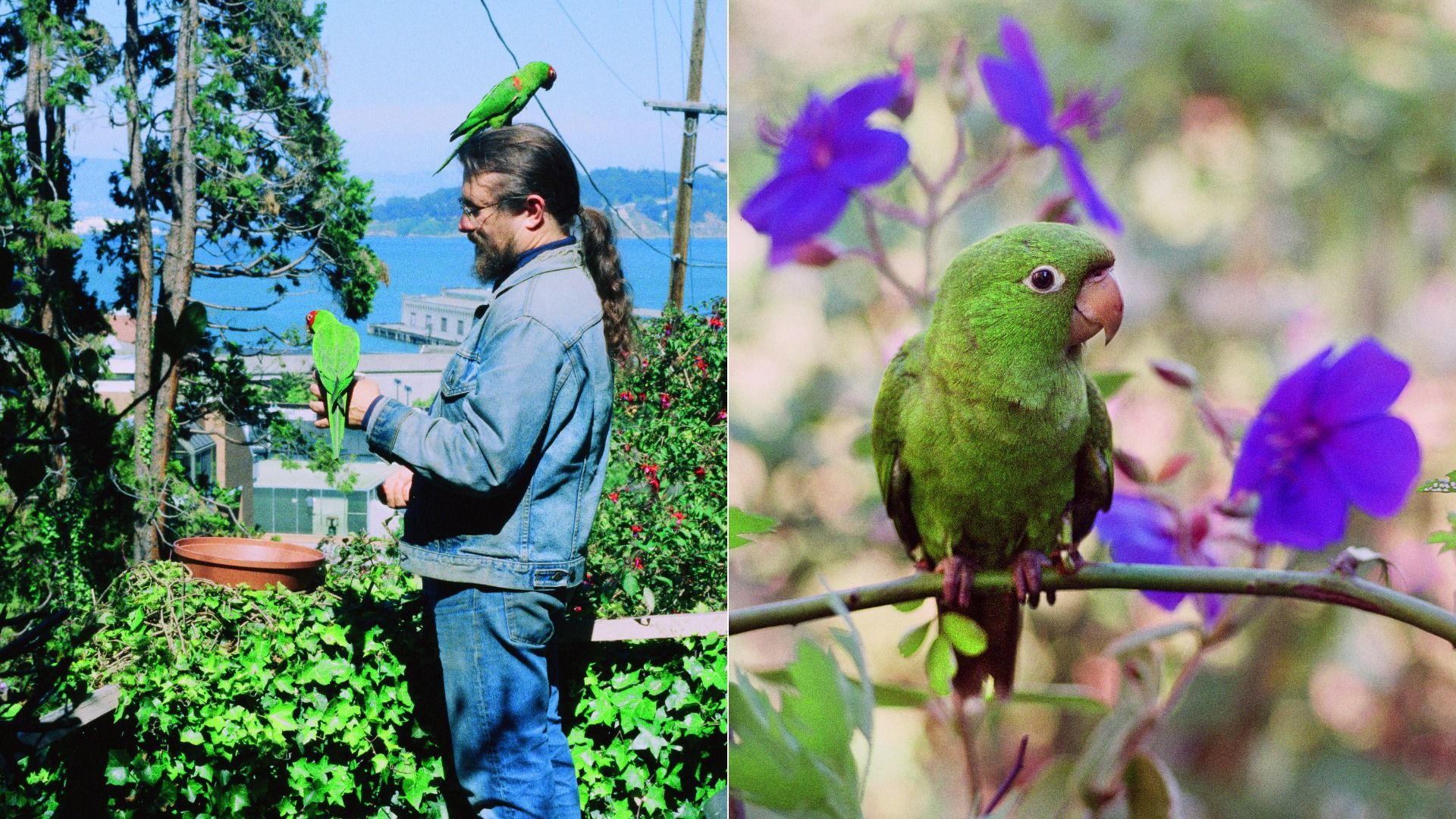 Two-panel image: left shows a man with a long ponytail in a denim jacket, with a green parrot on his head and another on his hand; right a close-up of a green parrot among purple flowers.